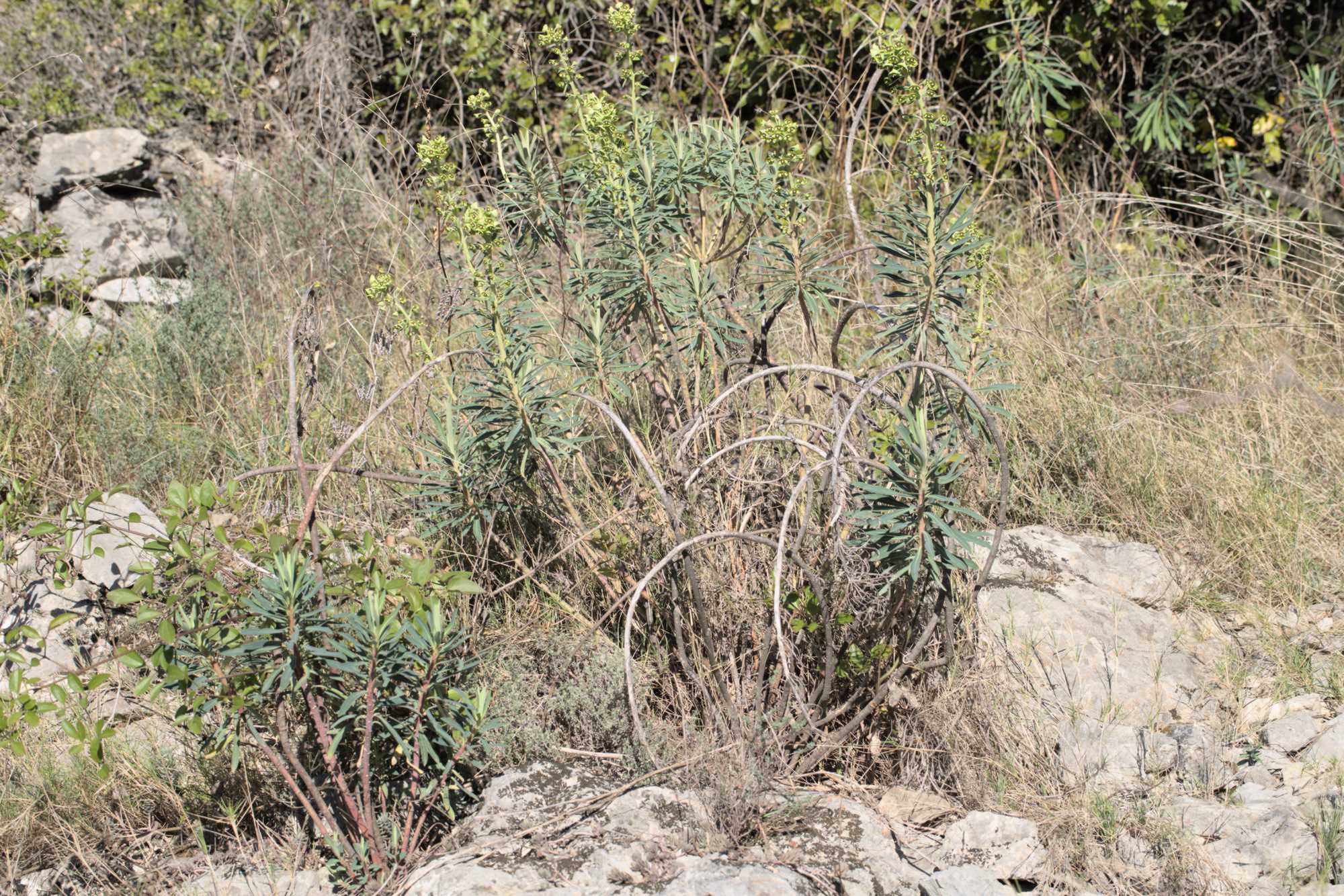 Lokation: Frankreich | Hérault | Lodève | Ganges Kategorien: Vegetation, Datum: 23.02.2022