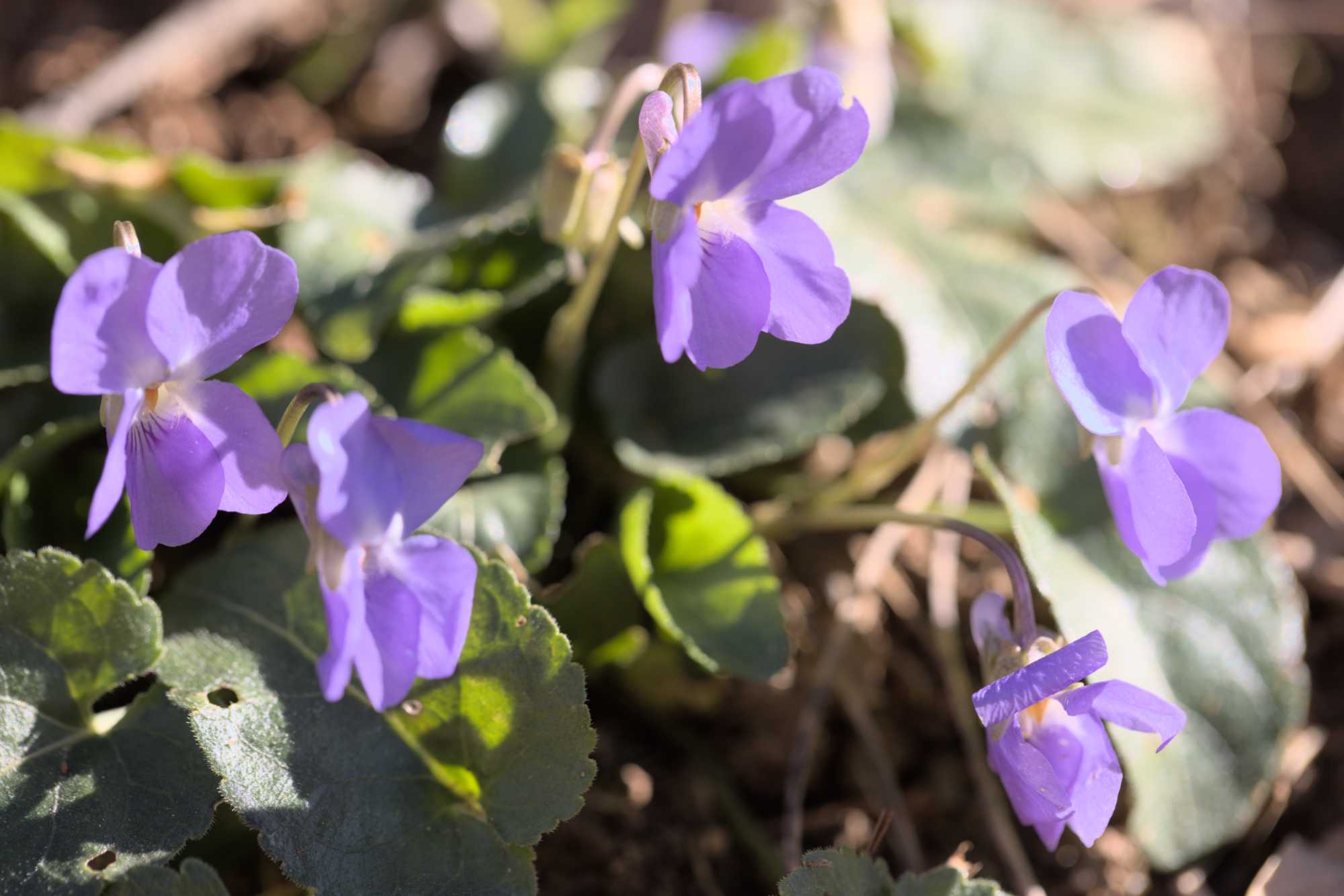 Rauhaariges Veilchen (Viola hirta), Lokation: Frankreich | Hérault | Lodève | Ganges Kategorien: Habitus, Datum: 23.02.2022