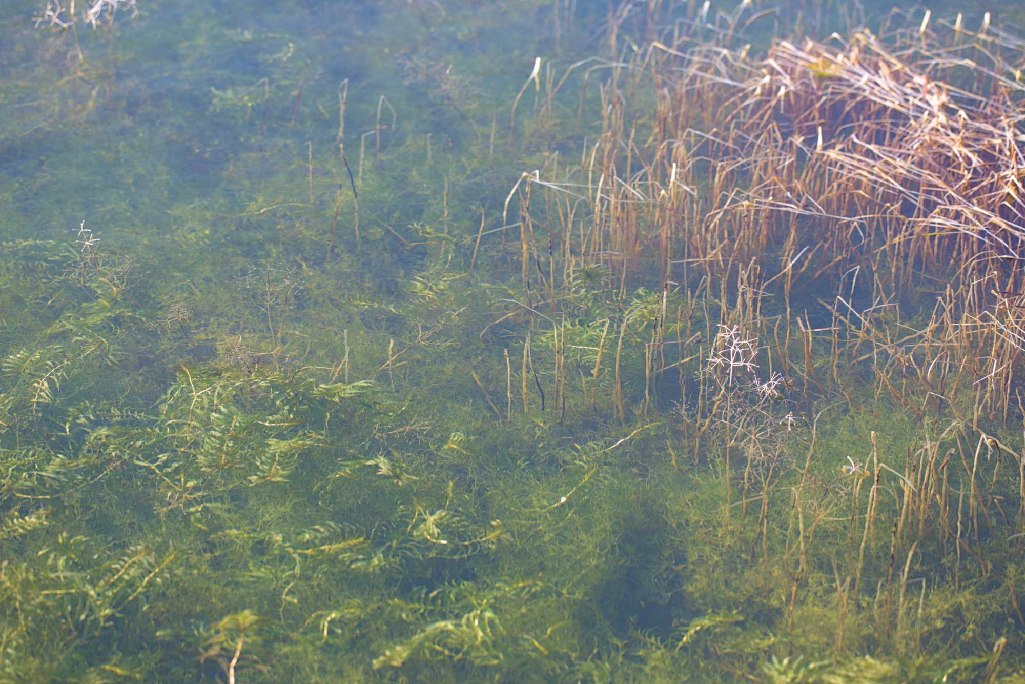 Armleuchteralge (Chara spec.), Lokation: Frankreich | Hérault | Lodève | Cazevieille Kategorien: Vegetation, Teich, Datum: 25.02.2022