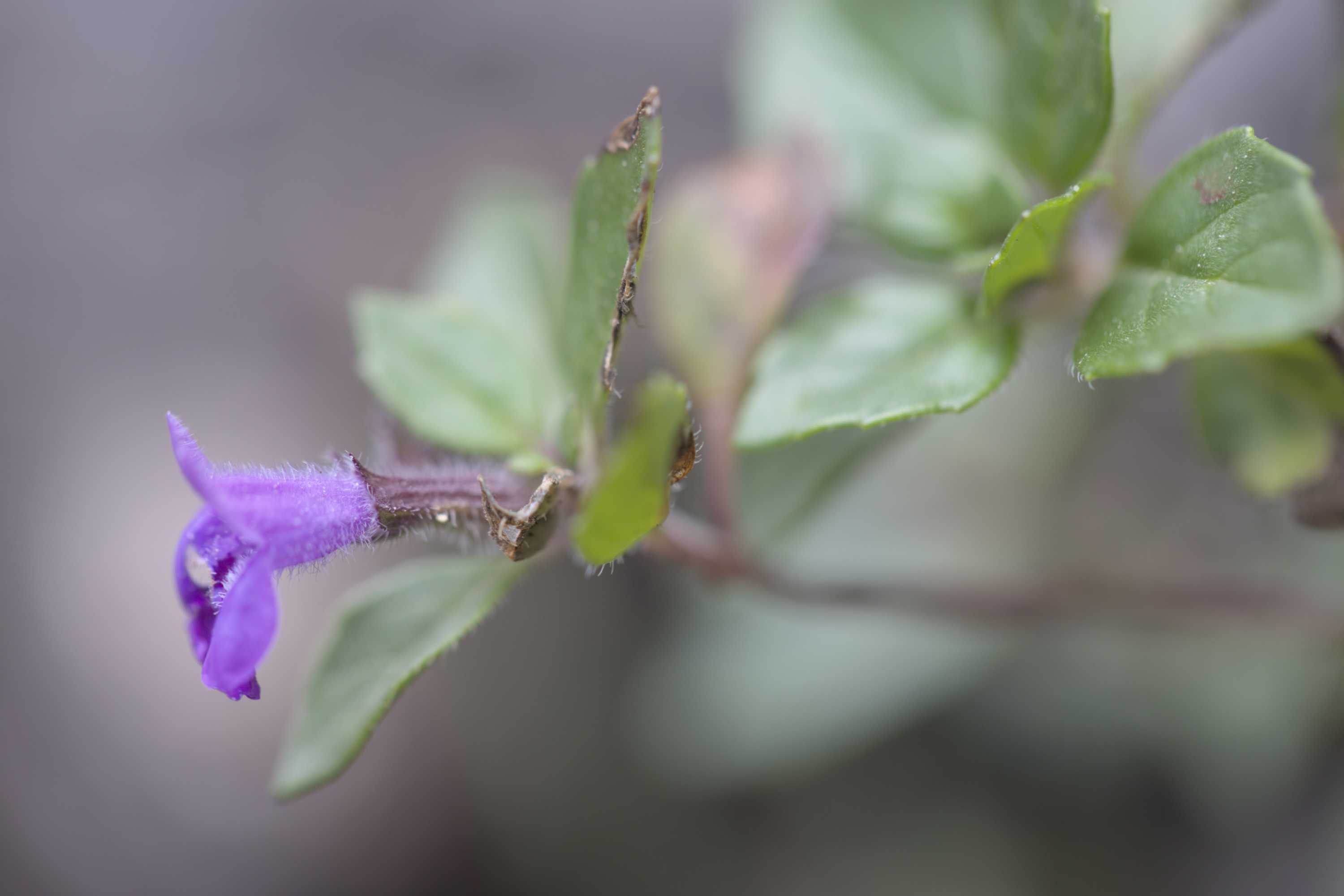 Alpen Steinquendel (Clinopodium alpinum), Lokation: Slowenien | Westslowenien | Oberkrain | Kranjska Gora Kategorien: Blüte, Familie: Lamiaceae (Lippenblütler ), Datum: 04.09.2022