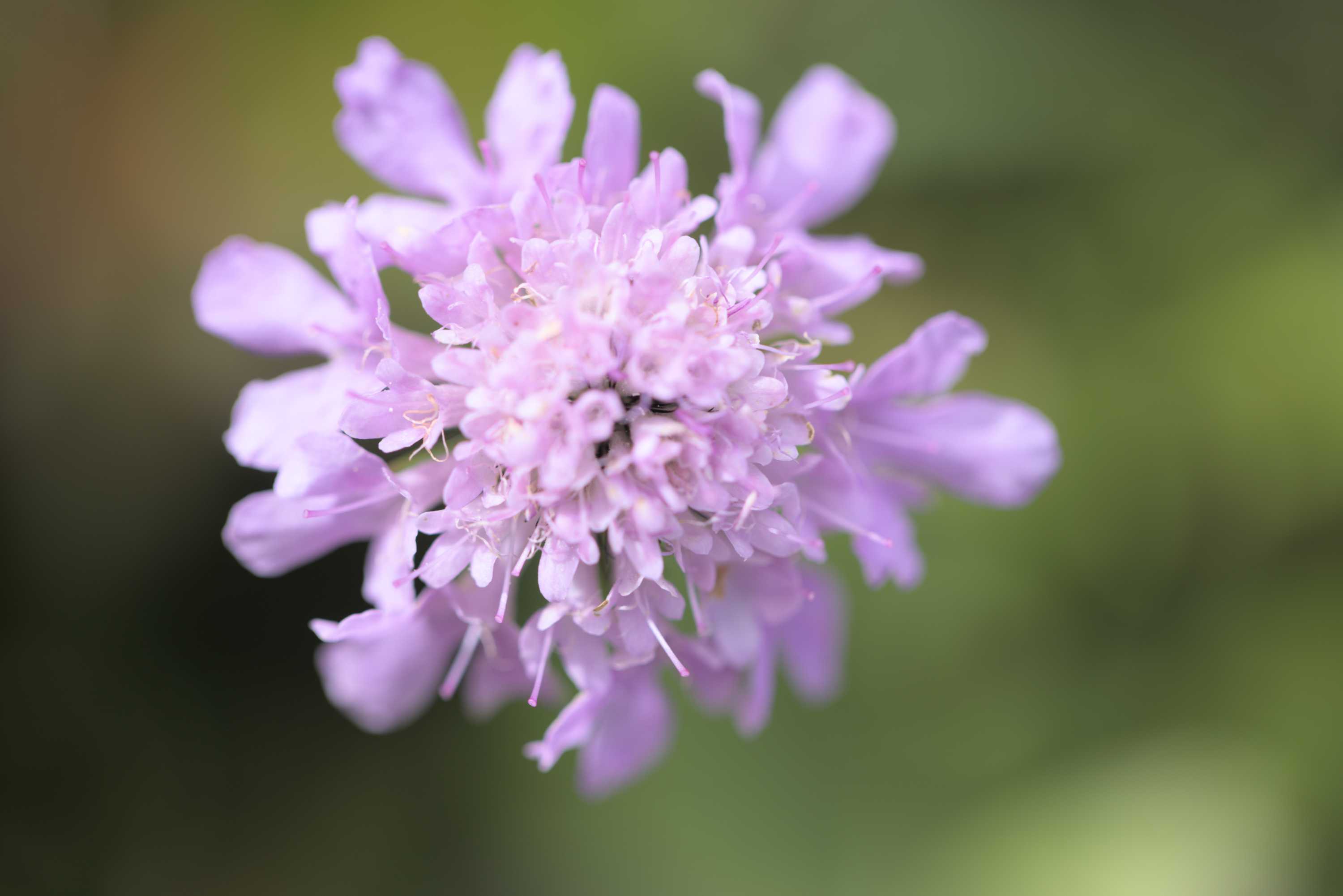 Lokation: Slowenien | Westslowenien | Oberkrain | Kranjska Gora Kategorien: Blüte, Datum: 04.09.2022