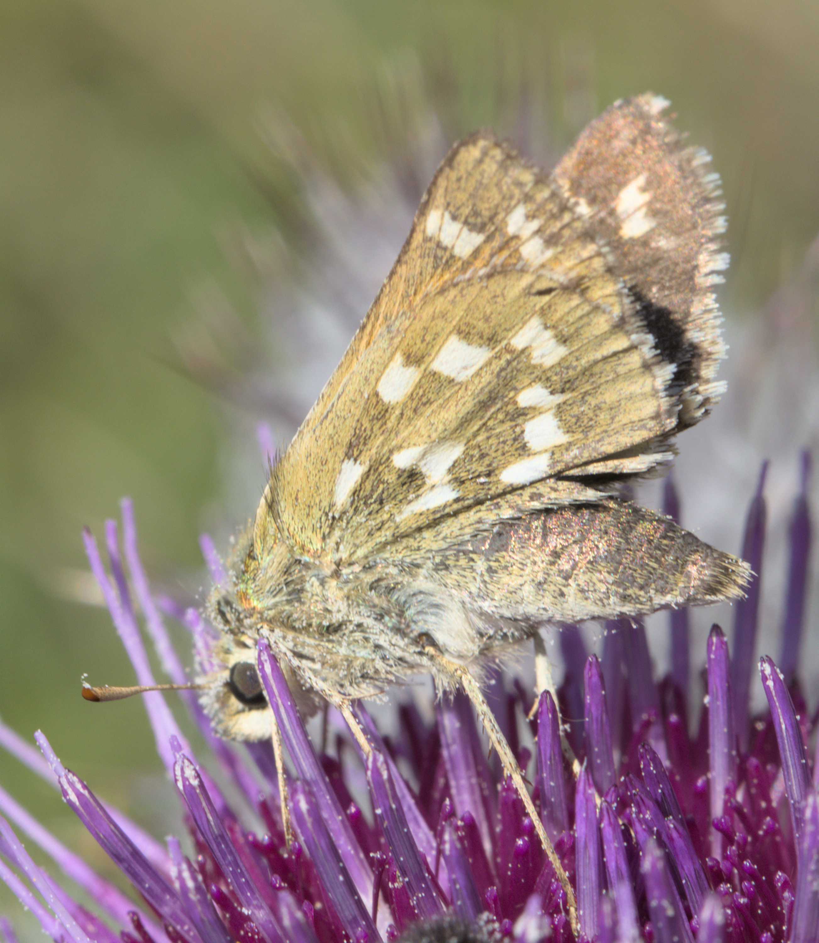 Komma-Dickkopffalter (Hesperia comma), Lokation: Slowenien | Westslowenien | Gorica-Gebiet | Kobarid Kategorien: Schmetterlinge, Familie: Hesperiidae (Dickkopffalter), Datum: 06.09.2022