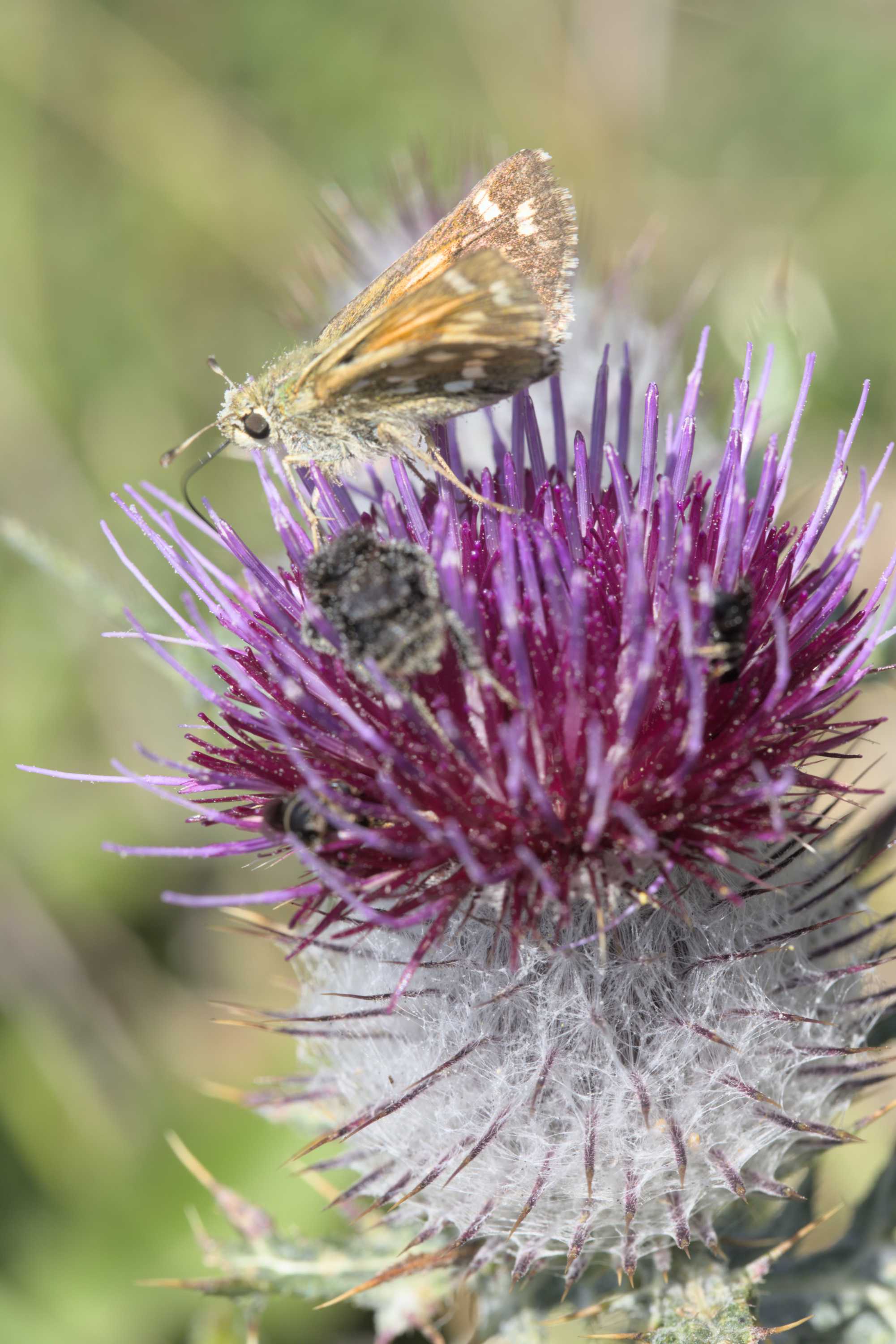 Komma-Dickkopffalter (Hesperia comma), Lokation: Slowenien | Westslowenien | Gorica-Gebiet | Kobarid Kategorien: Schmetterlinge, Familie: Hesperiidae (Dickkopffalter), Datum: 06.09.2022