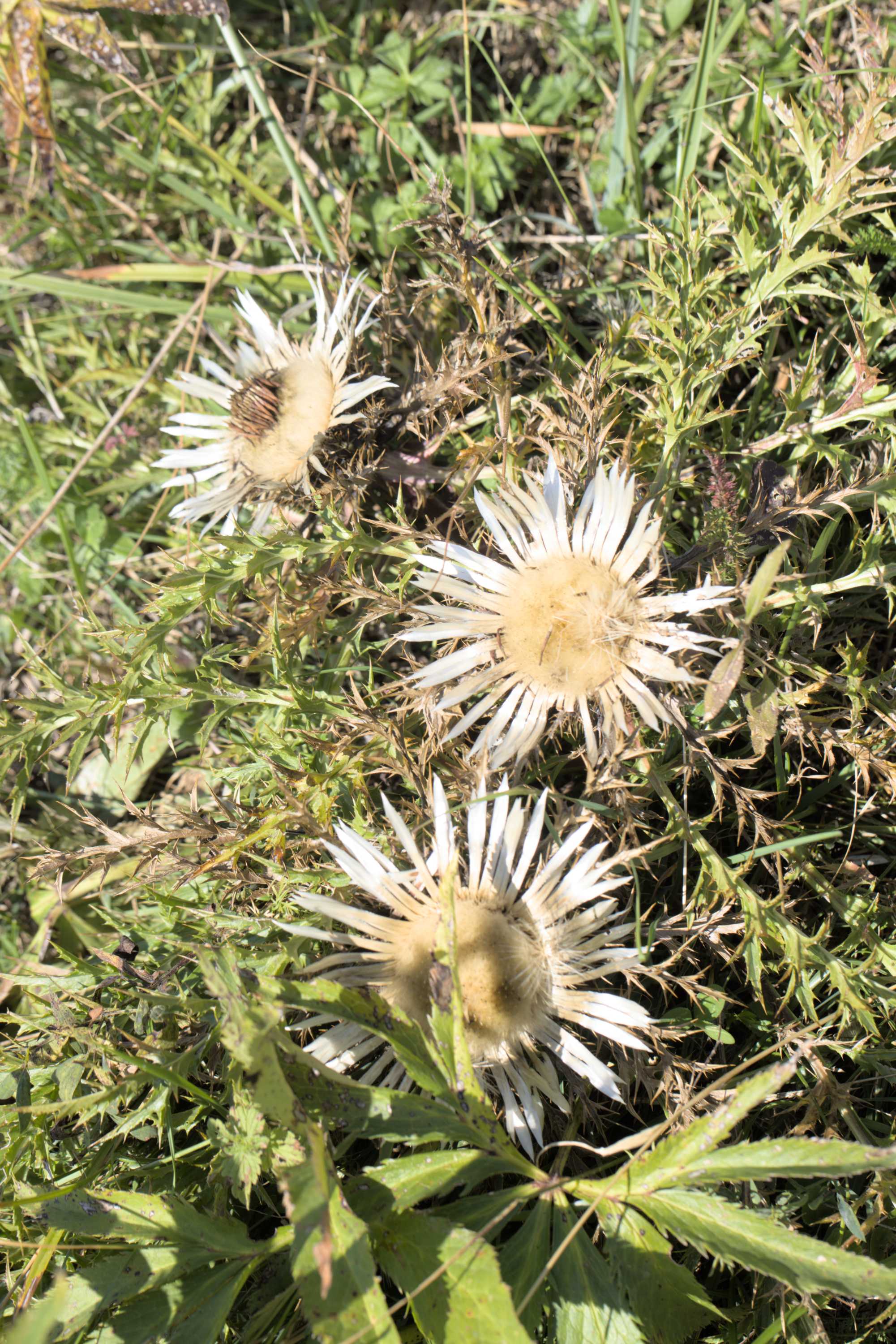 Silberdistel (Carlina acaulis), Lokation: Slowenien | Westslowenien | Gorica-Gebiet | Kobarid Kategorien: Habitus, Familie: Asteraceae (Korbblütler ), Datum: 06.09.2022