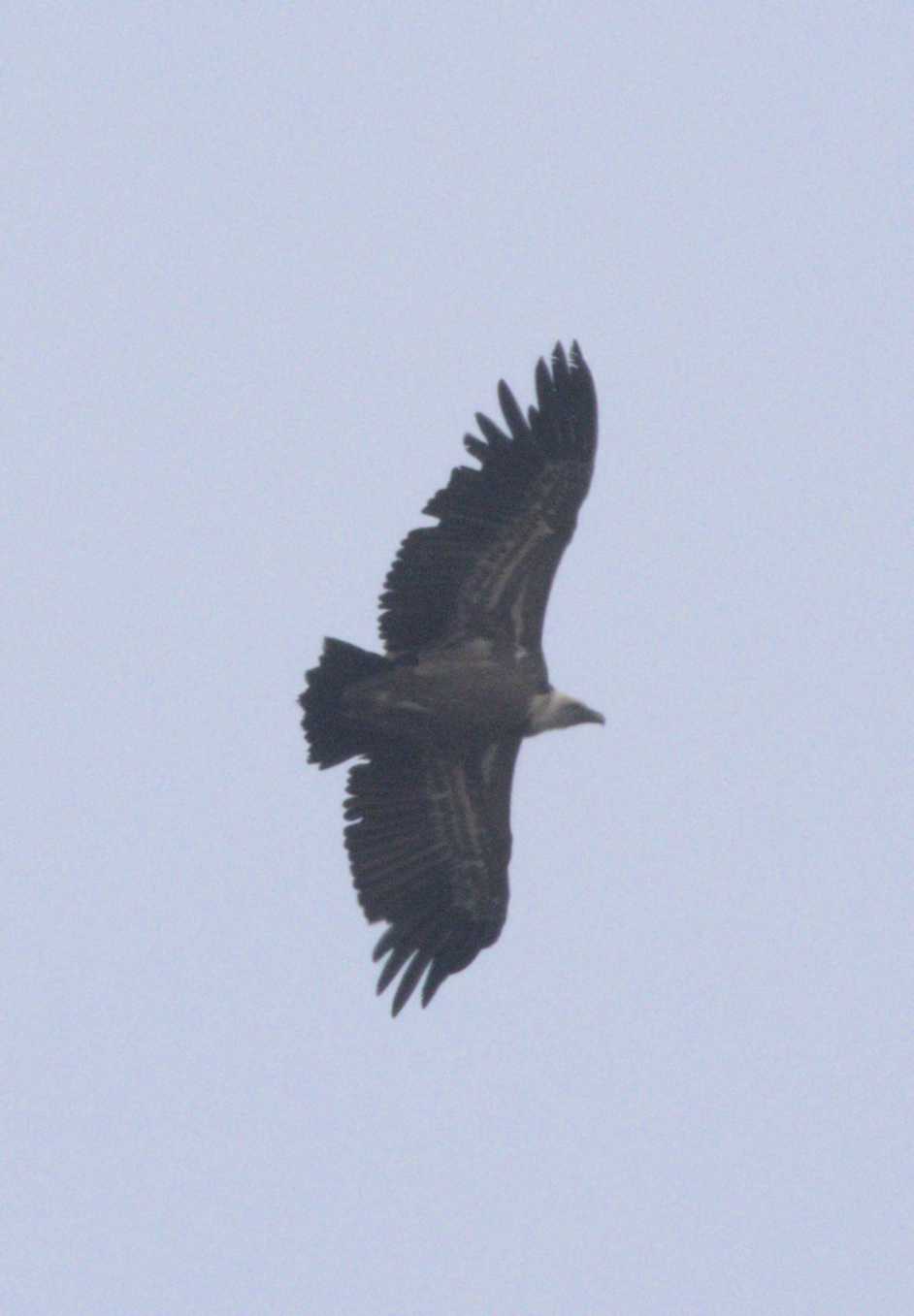Gänsegeier (Gyps fulvus), Lokation: Slowenien | Westslowenien | Gorica-Gebiet | Kobarid Kategorien: Vögel, Familie: Accipitridae (Greifvögel), Datum: 06.09.2022