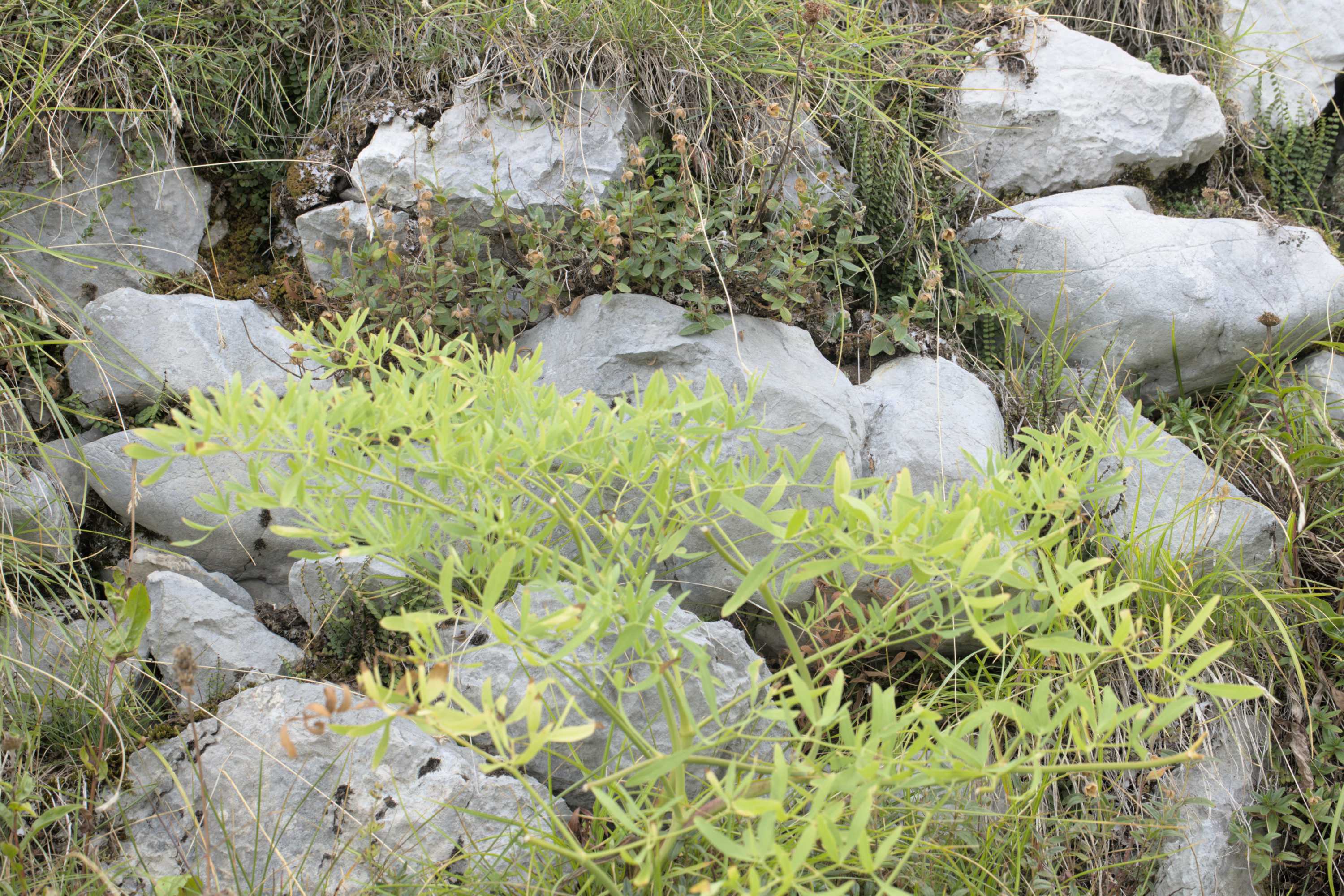 Lokation: Slowenien | Westslowenien | Gorica-Gebiet | Kobarid Kategorien: Vegetation, Datum: 06.09.2022