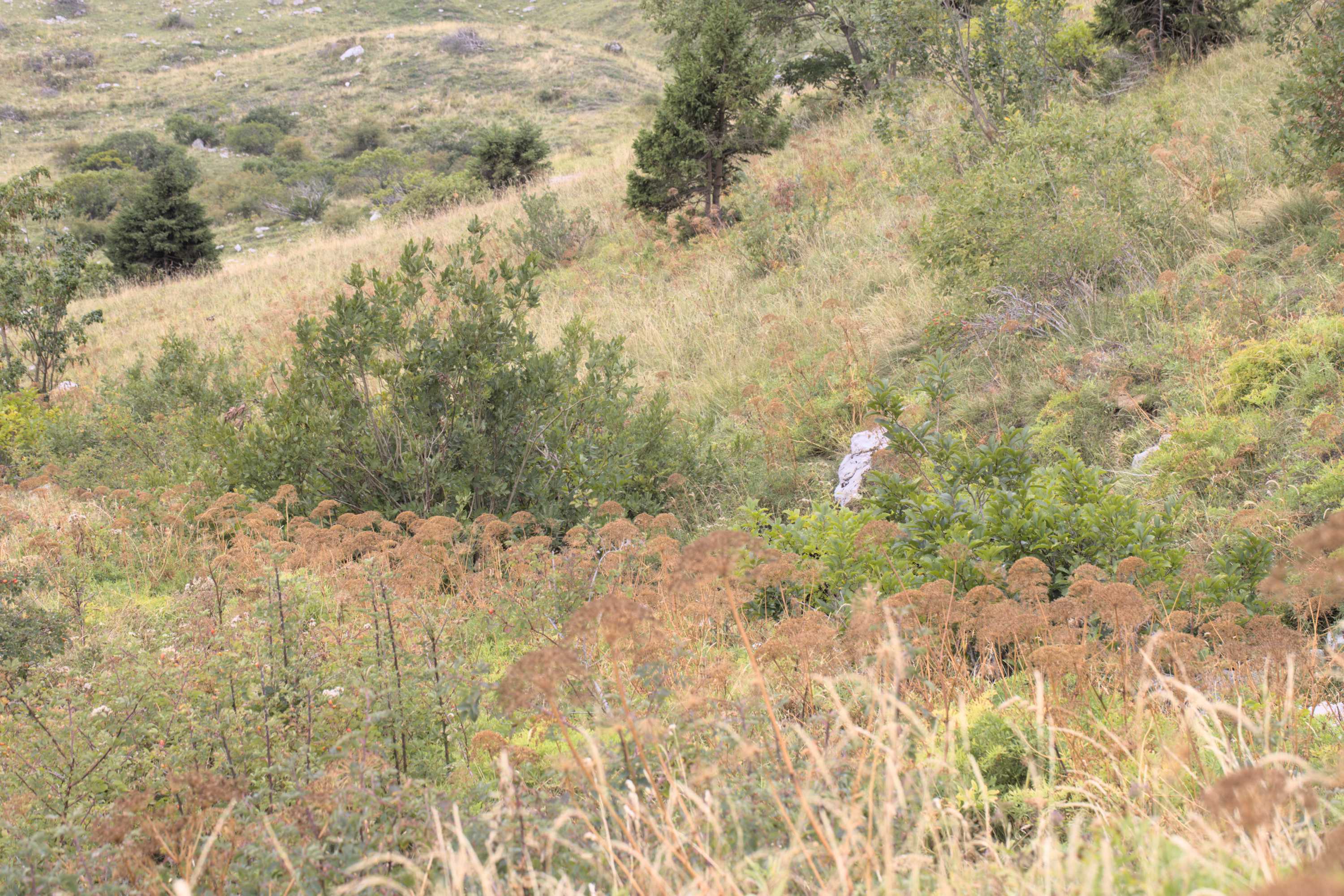 Lokation: Slowenien | Westslowenien | Gorica-Gebiet | Kobarid Kategorien: Vegetation, Datum: 06.09.2022
