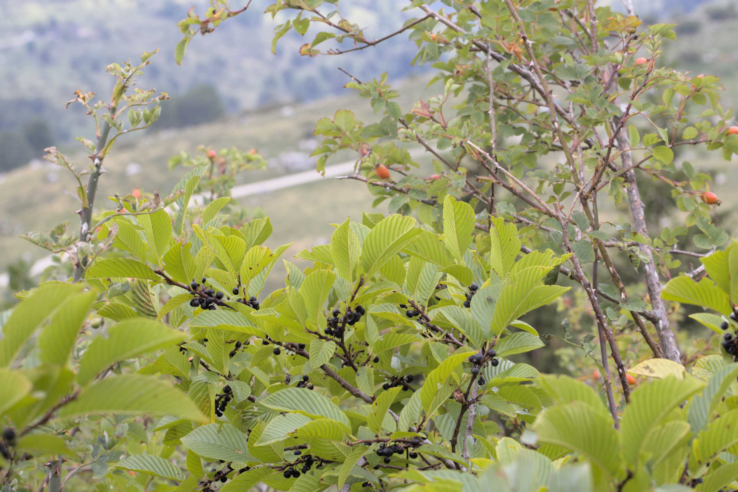 Lokation: Slowenien | Westslowenien | Gorica-Gebiet | Kobarid Kategorien: Früchte, Datum: 06.09.2022