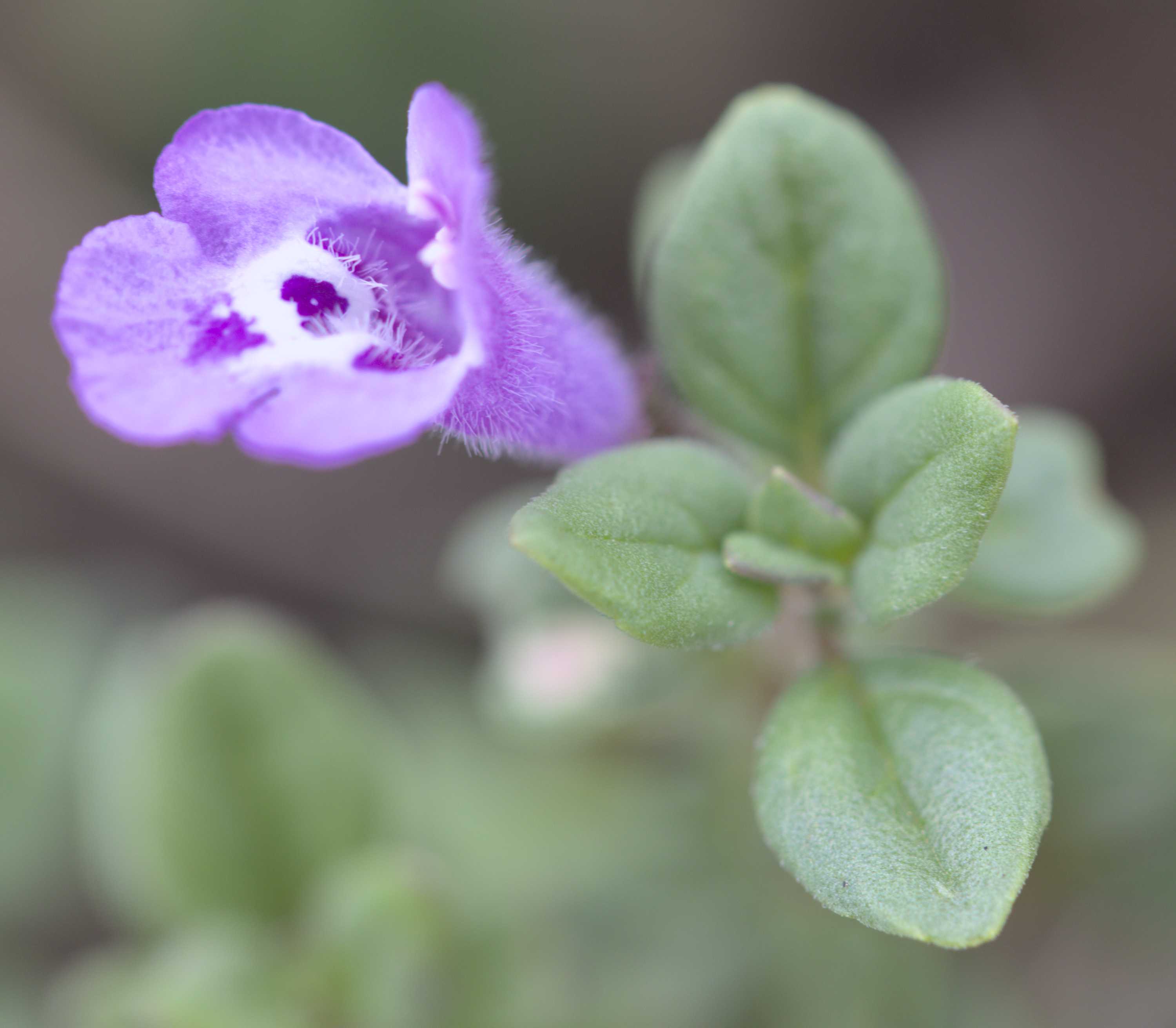 Lokation: Slowenien | Westslowenien | Gorica-Gebiet | Kobarid Kategorien: Blüte, Datum: 06.09.2022