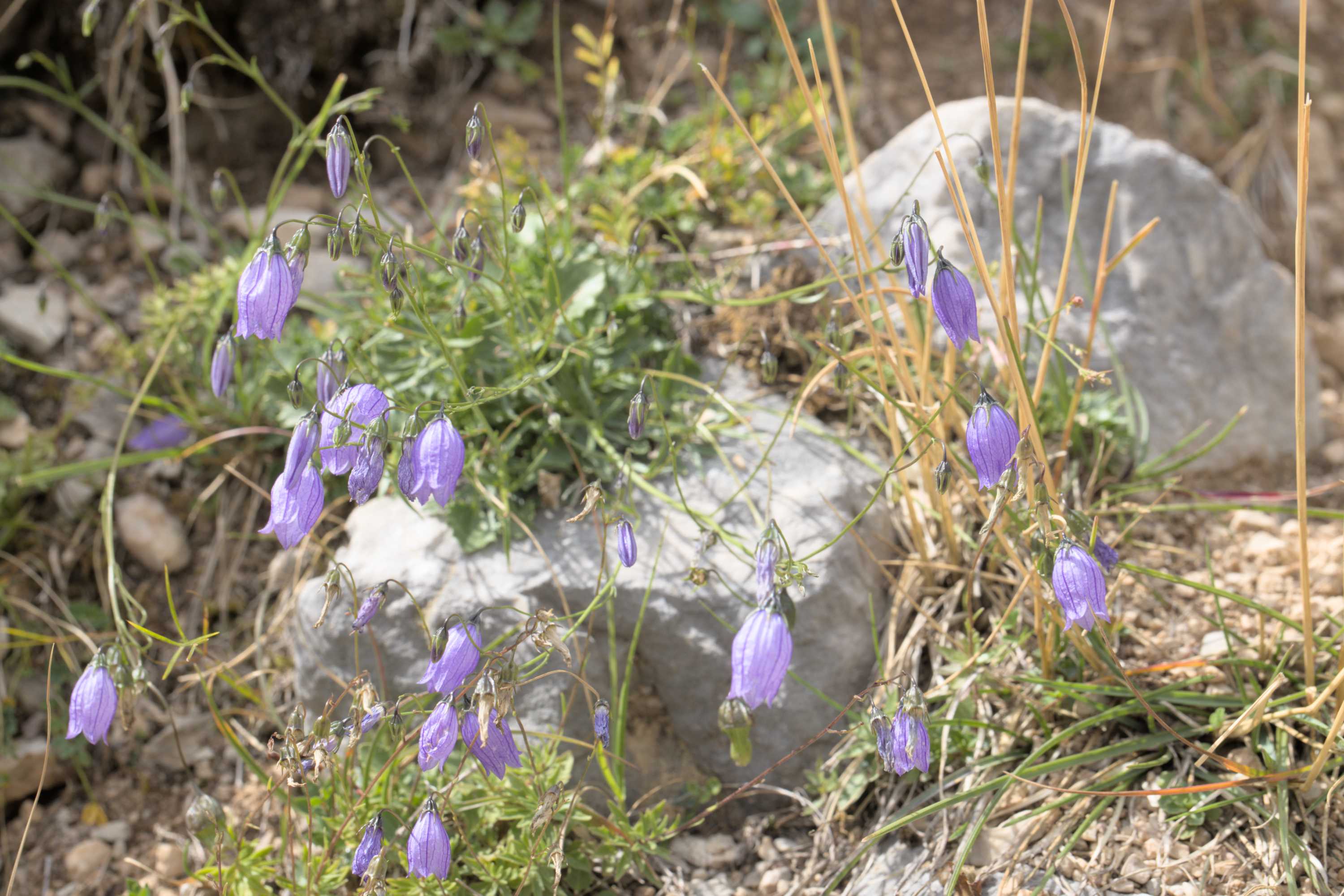 Rasige Glockenblume (Campanula cespitosa), Lokation: Slowenien | Westslowenien | Gorica-Gebiet | Kobarid Kategorien: Habitus, Familie: Campanulaceae (Glockenblumengewächse ), Datum: 06.09.2022