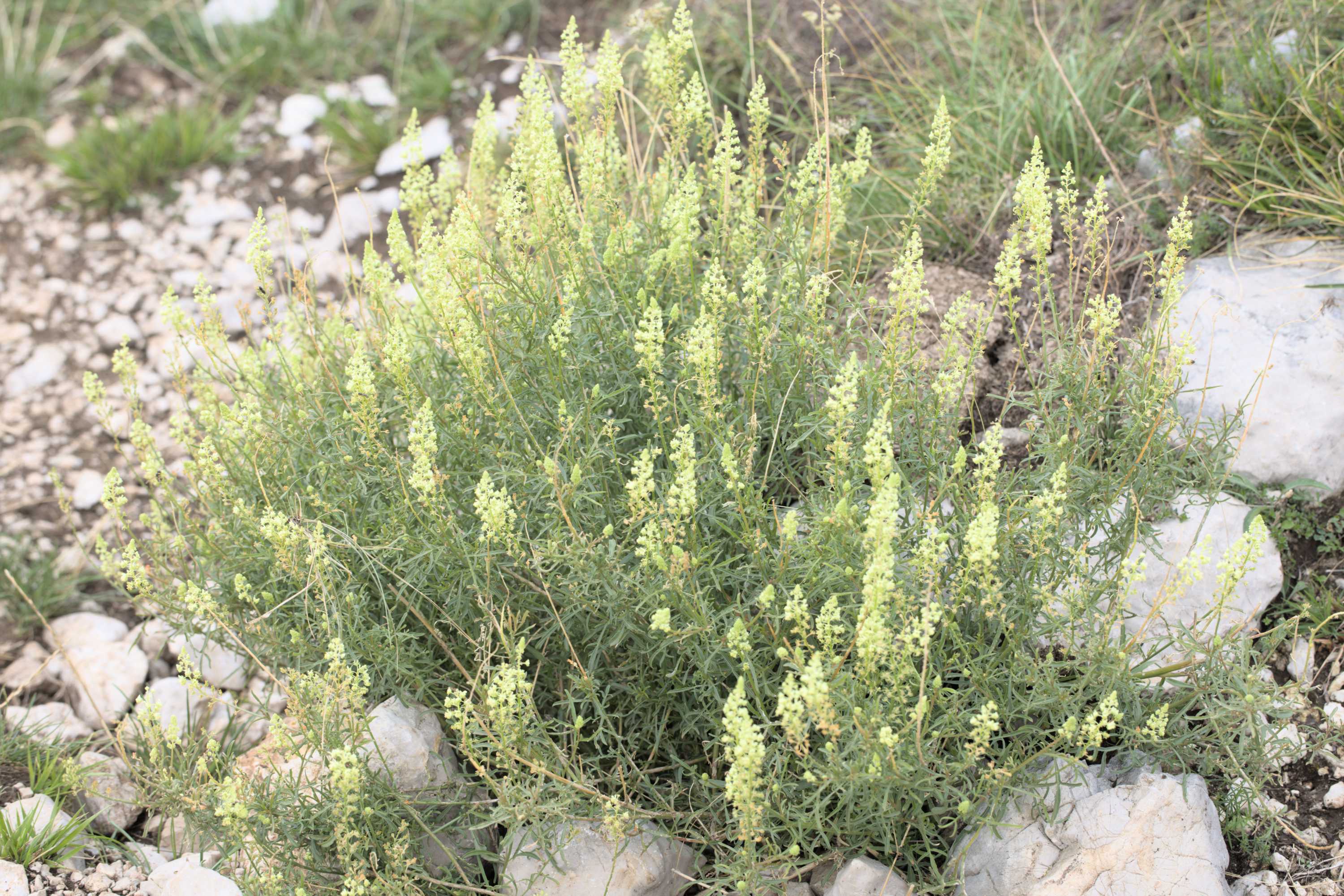 Gelbe Reseda (Reseda lutea), Lokation: Slowenien | Westslowenien | Gorica-Gebiet | Kobarid Kategorien: Habitus, Familie: Resedaceae (Resedengewächse ), Datum: 06.09.2022