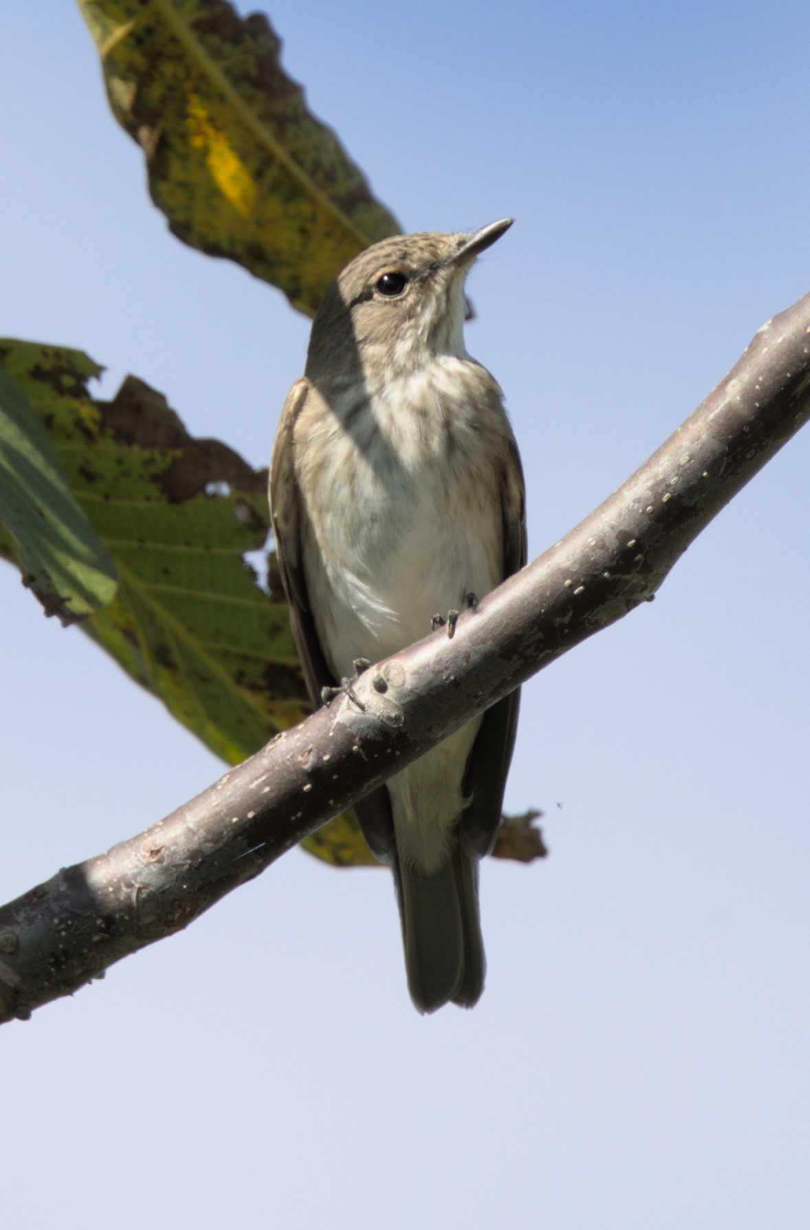 Grauschnäpper (Muscicapa striata), Lokation: Slowenien | Ostslowenien | Drau-Gegend | Ptuj Kategorien: Vögel, Familie: Muscicapidae (Fliegenschnäpper), Datum: 10.09.2022