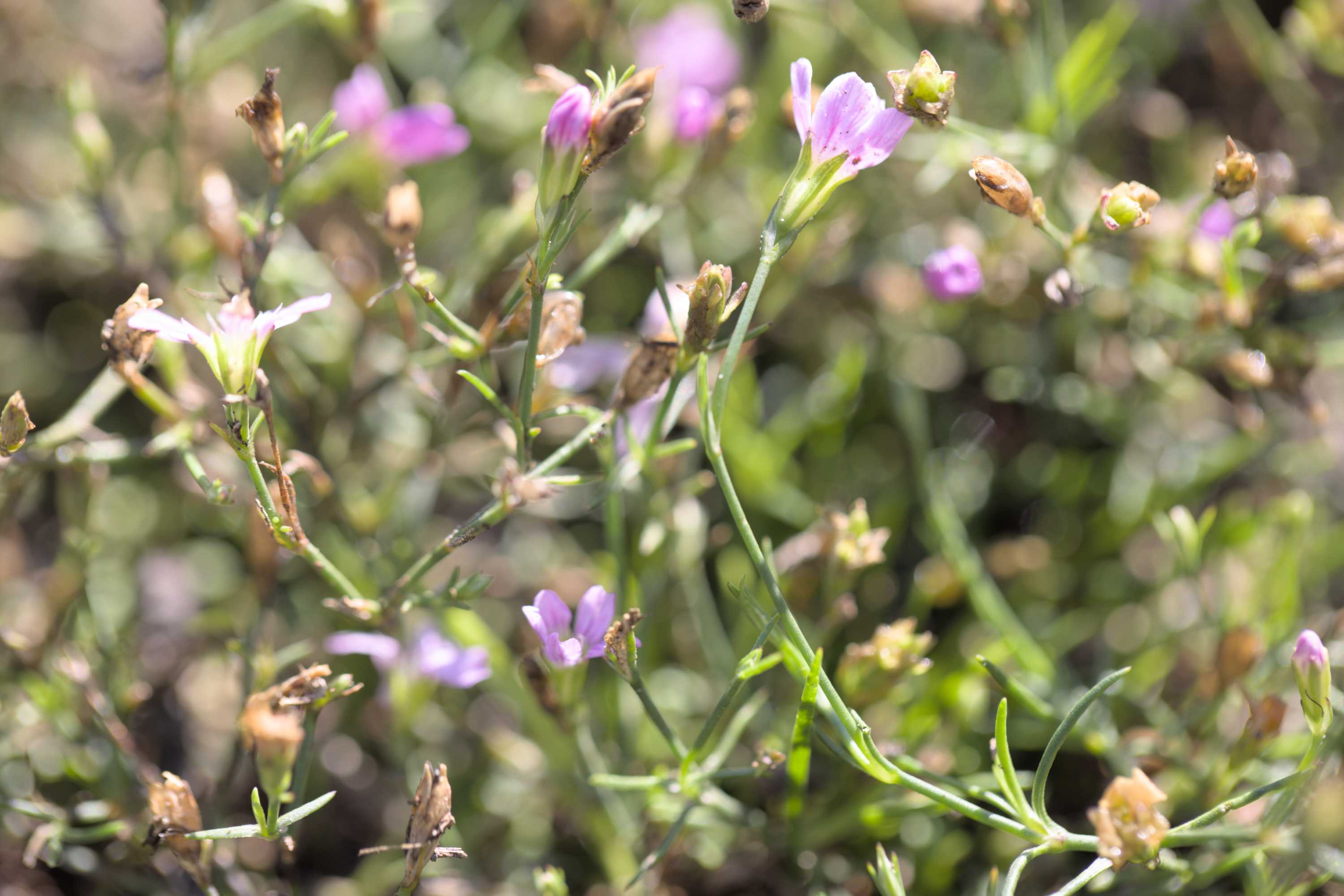 Steinbrech-Felsennelke (Petrorhagia saxifraga), Lokation: Slowenien | Ostslowenien | Drau-Gegend | Ptuj Kategorien: Blüte, Familie: Caryophyllaceae (Nelkengewächse ), Datum: 11.09.2022
