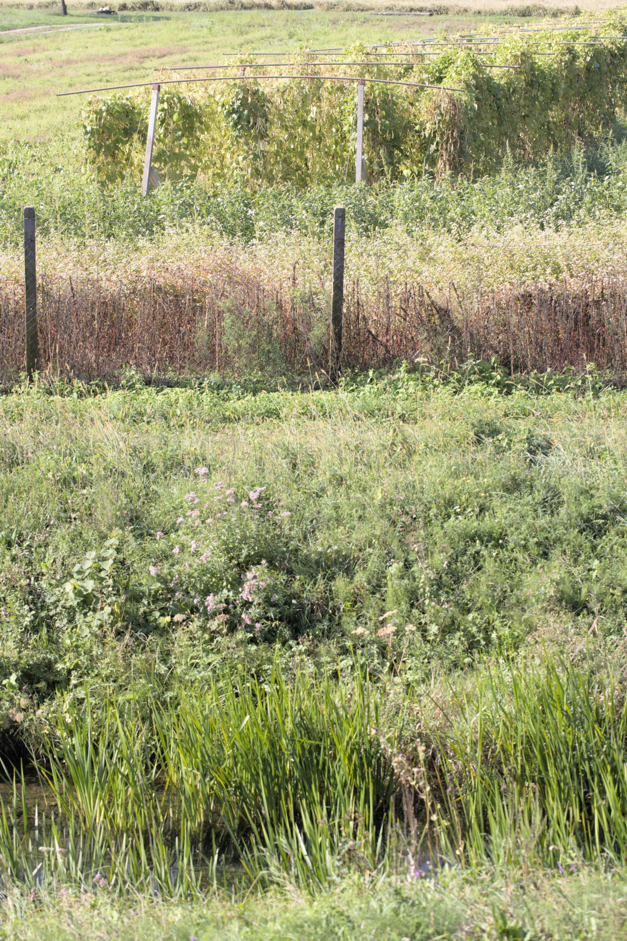 Lokation: Slowenien | Ostslowenien | Drau-Gegend | Ptuj Kategorien: Vegetation, Landwirtschaft, Datum: 11.09.2022