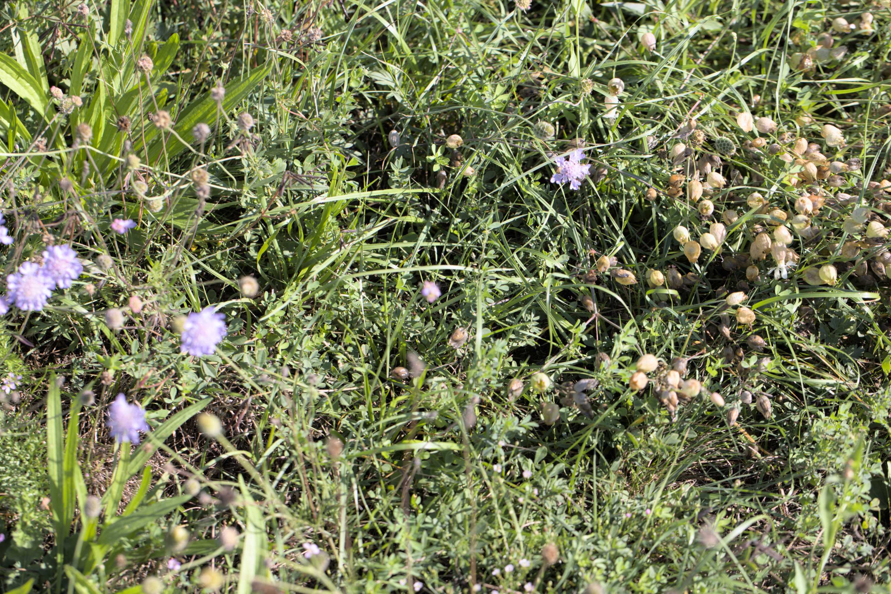 Lokation: Slowenien | Ostslowenien | Drau-Gegend | Ptuj Kategorien: Vegetation, Datum: 11.09.2022