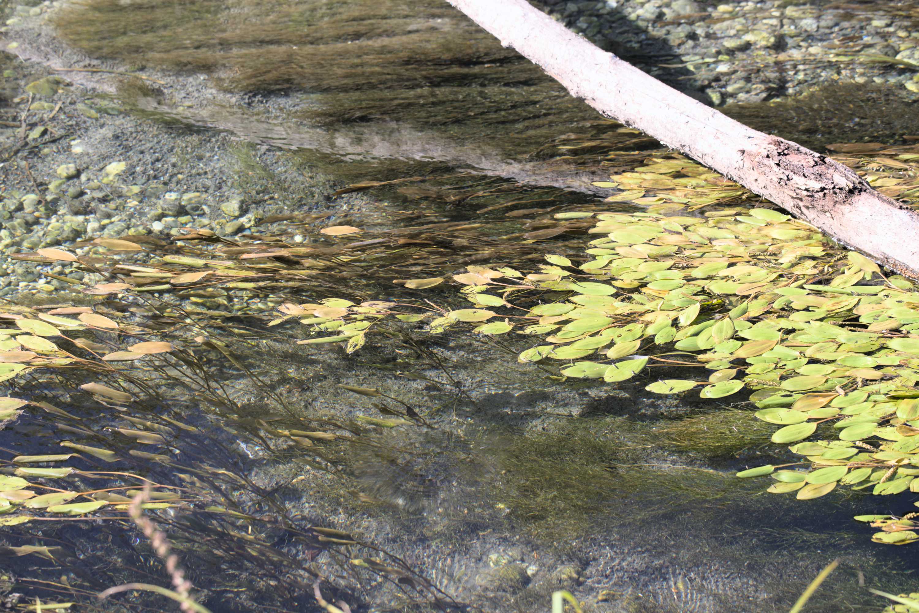 Wachtelweizen-Scheckenfalter (Melitaea athalia), Lokation: Slowenien | Ostslowenien | Drau-Gegend | Ptuj Kategorien: Vegetation, Familie: Nymphalidae (Edelfalter), Datum: 11.09.2022