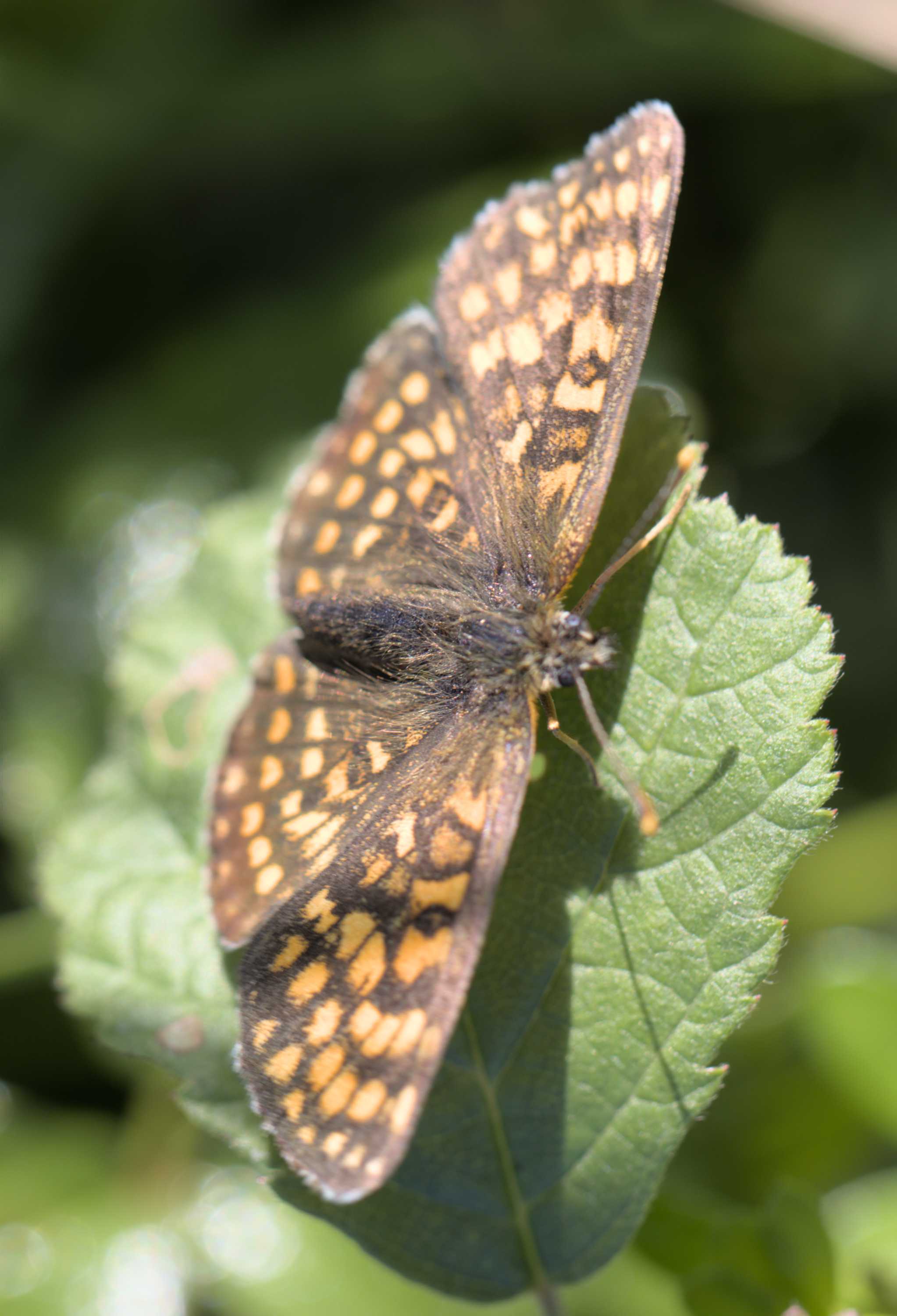 Wachtelweizen-Scheckenfalter (Melitaea athalia), Lokation: Slowenien | Ostslowenien | Drau-Gegend | Ptuj Kategorien: Schmetterlinge, Familie: Nymphalidae (Edelfalter), Datum: 11.09.2022