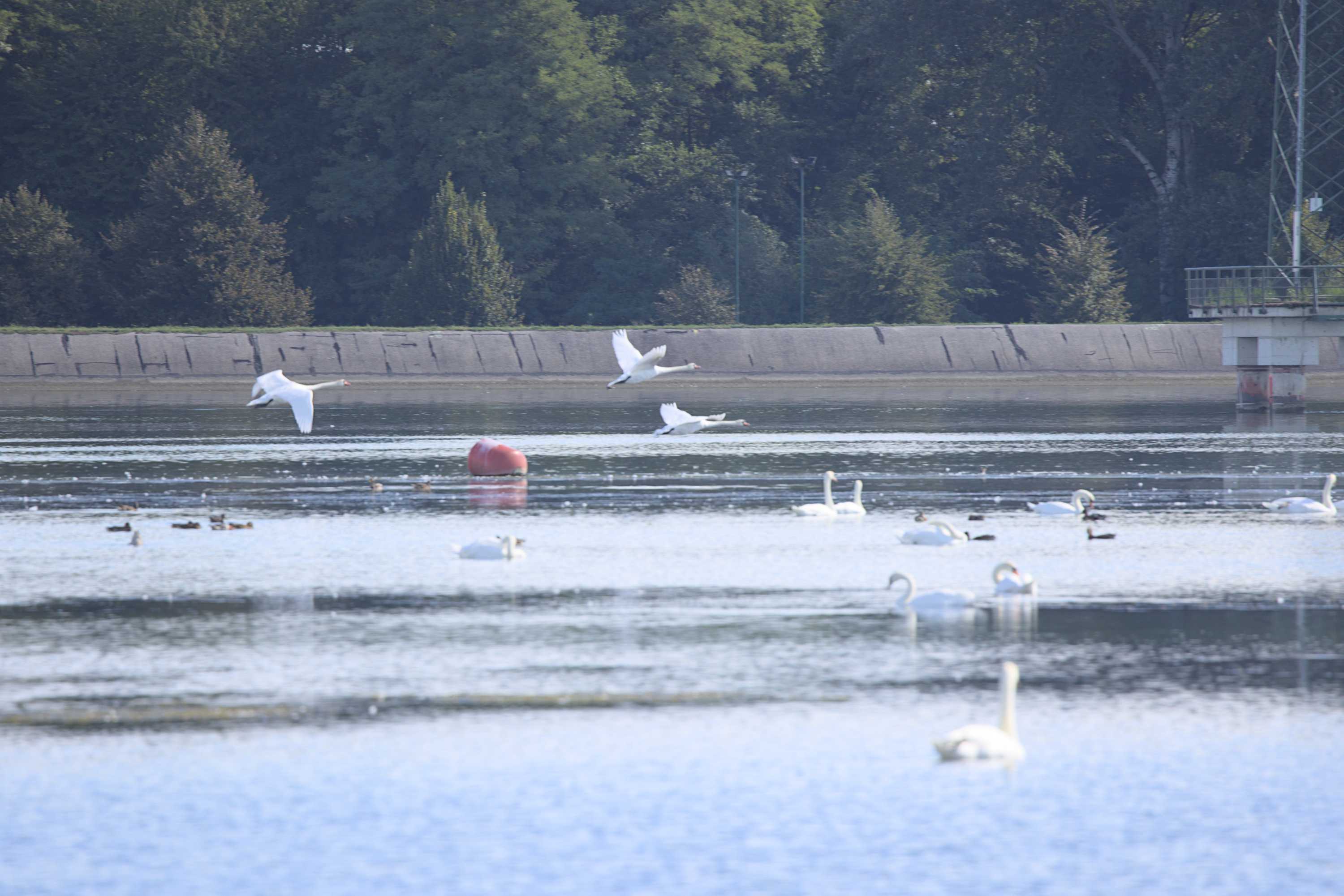 Lokation: Slowenien | Ostslowenien | Drau-Gegend | Ptuj Kategorien: Vögel, Datum: 11.09.2022