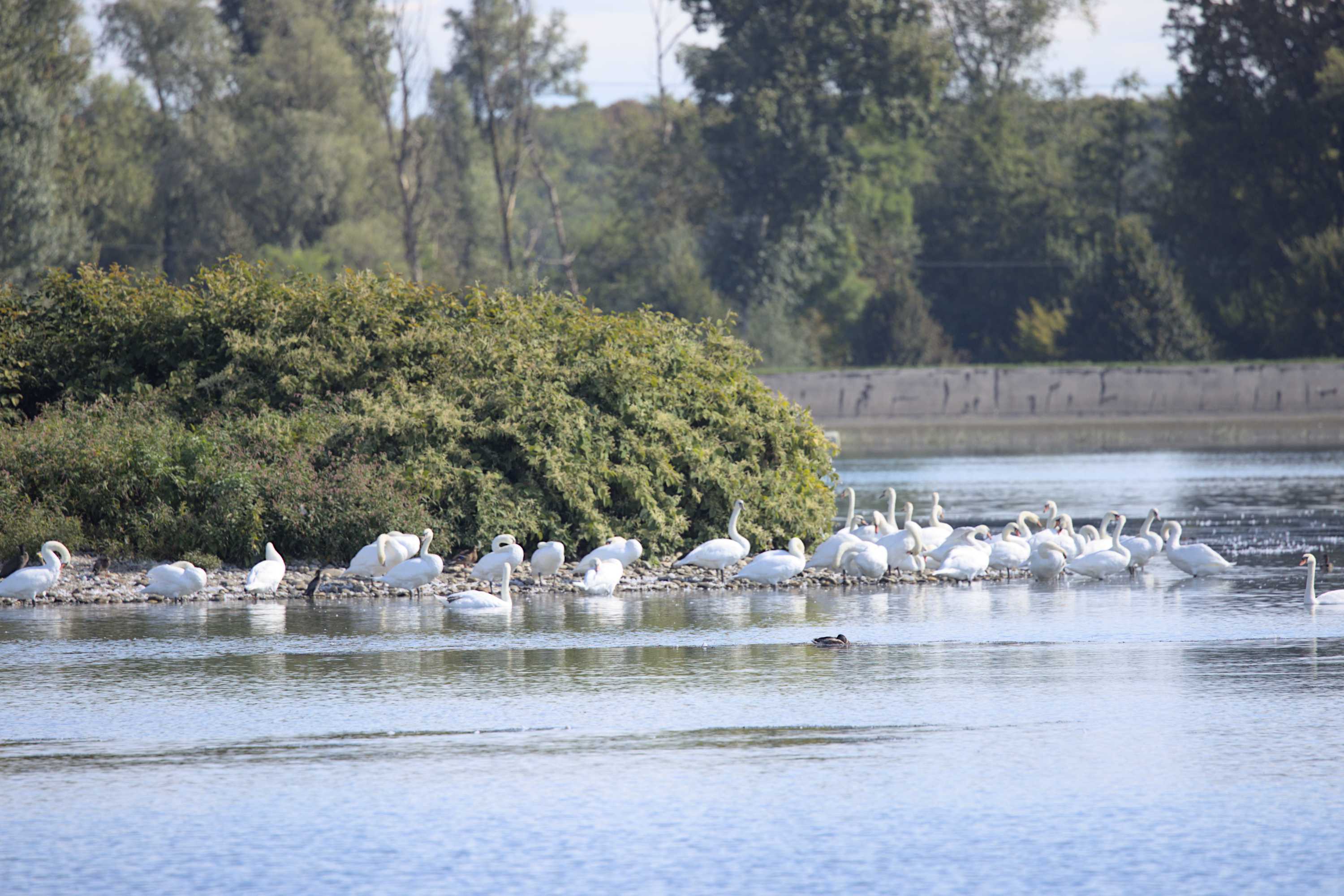 Lokation: Slowenien | Ostslowenien | Drau-Gegend | Ptuj Kategorien: Vögel, Datum: 11.09.2022