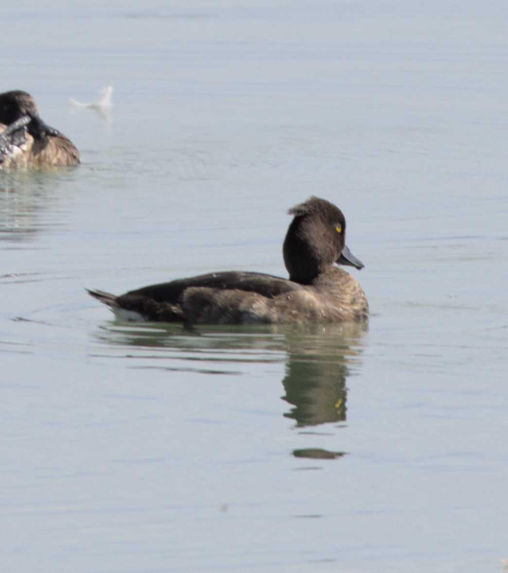 Reiherente (Aythya fuligula), Lokation: Slowenien | Ostslowenien | Drau-Gegend | Videm Kategorien: Vögel, Familie: Entenvögel (Entenvögel), Datum: 11.09.2022