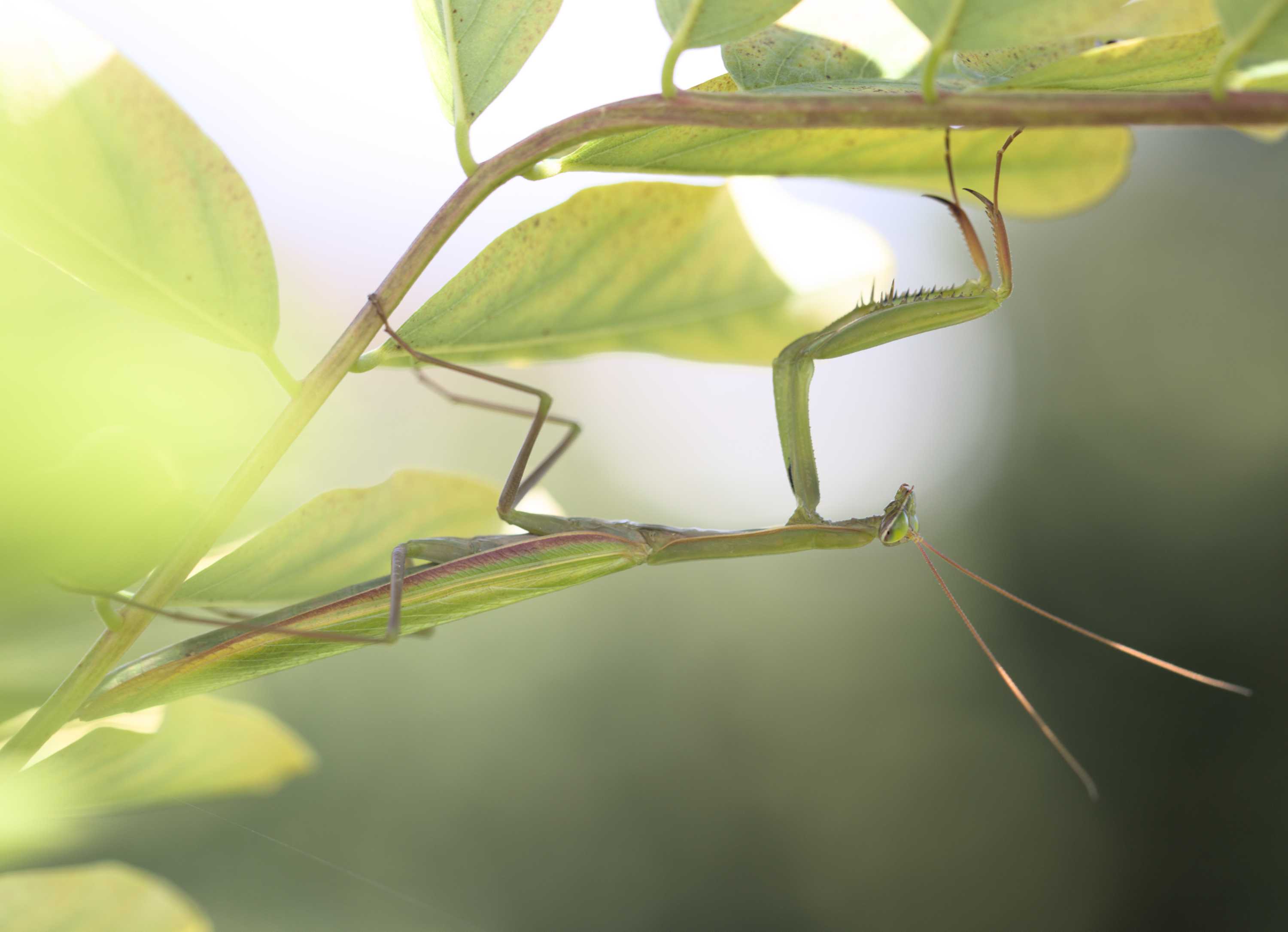 Europäische Gottesanbeterin (Mantis religiosa), Lokation: Slowenien | Ostslowenien | Drau-Gegend | Videm Kategorien: Insekten, Familie: Mantidae (), Datum: 11.09.2022