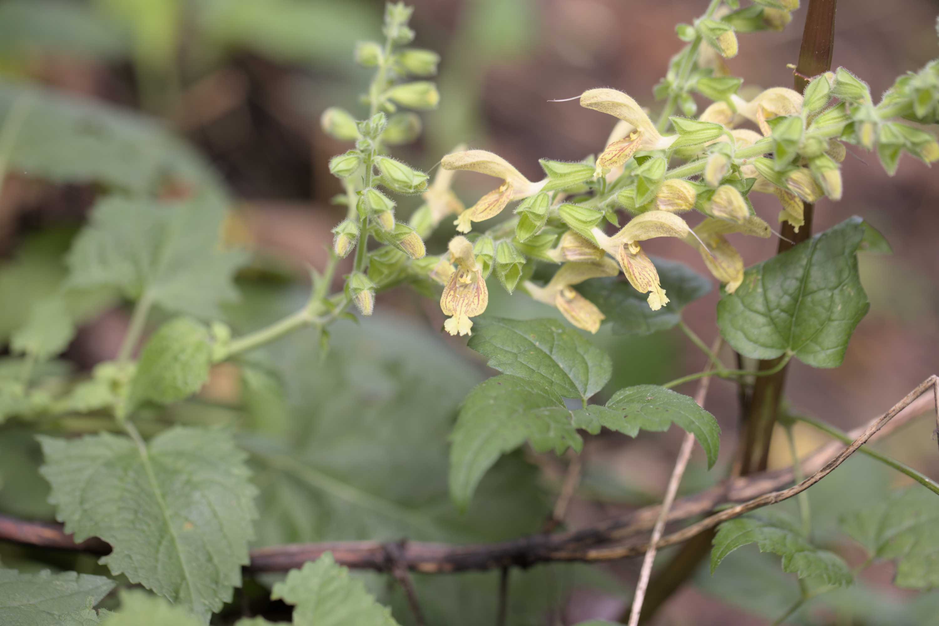 Klebriger Salbei (Salvia glutinosa), Lokation: Slowenien | Ostslowenien | Drau-Gegend | Videm Kategorien: Blüte, Familie: Lamiaceae (Lippenblütler ), Datum: 11.09.2022