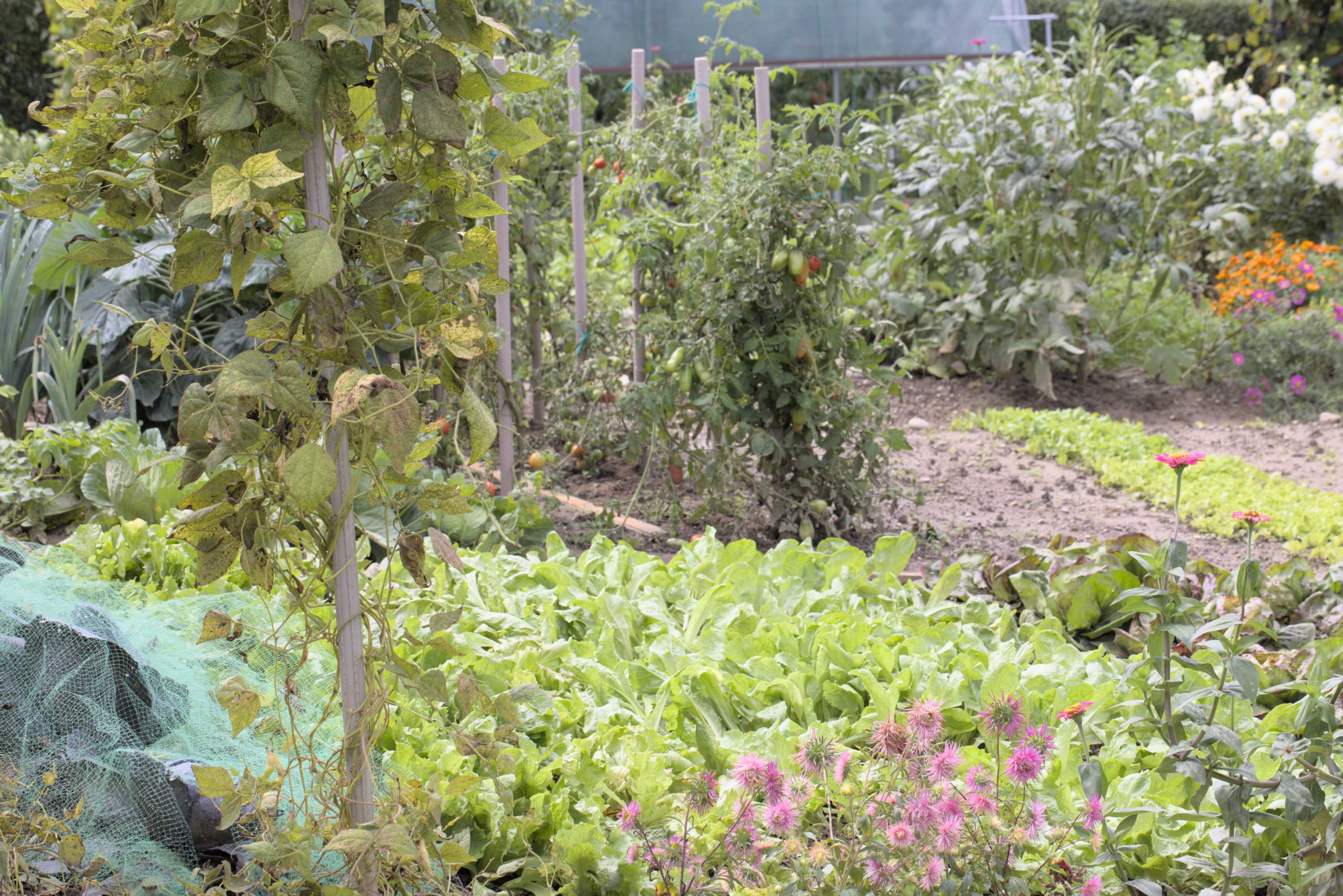 Lokation: Slowenien | Ostslowenien | Drau-Gegend | Videm Kategorien: Bauerngarten, Datum: 11.09.2022