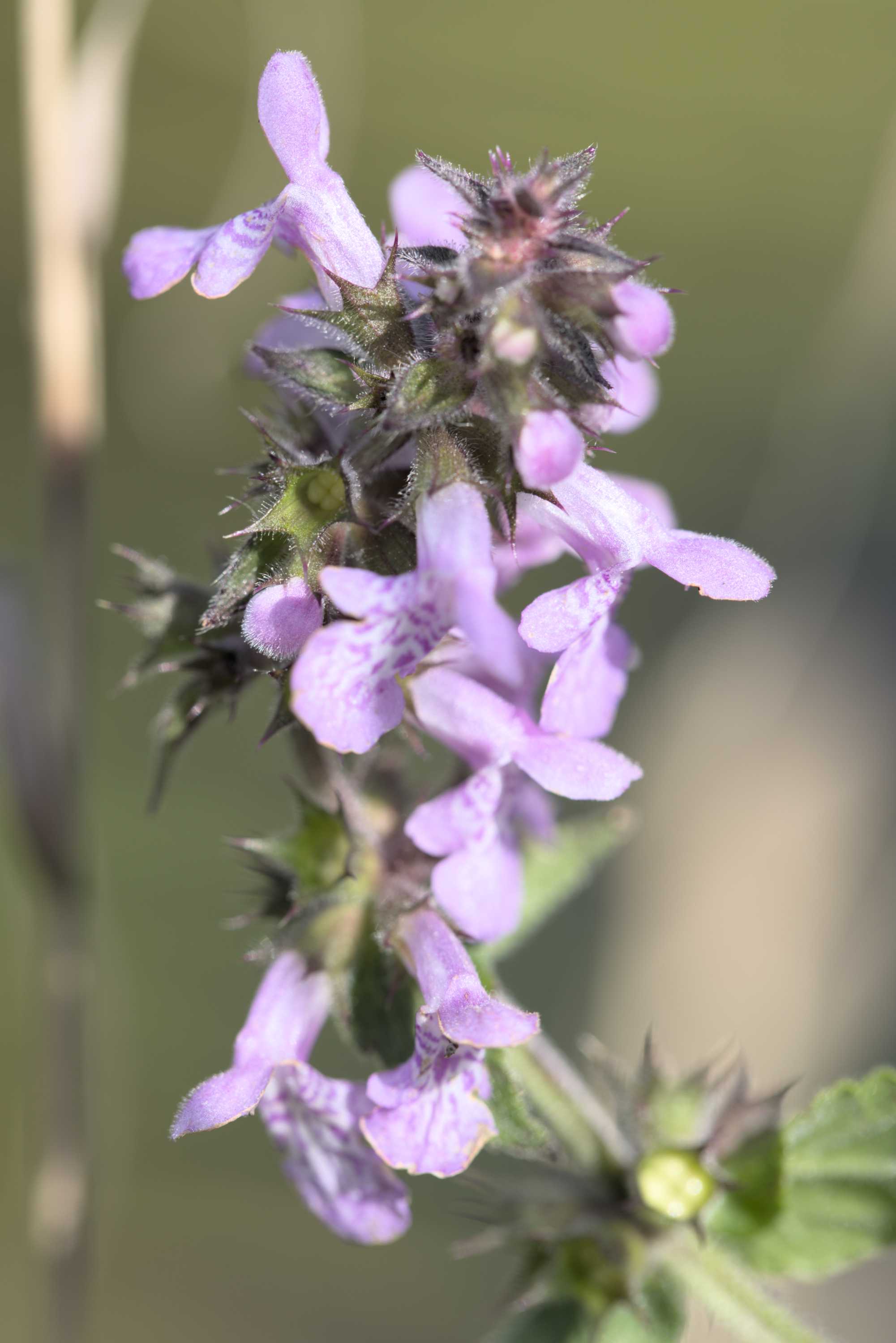 Sumpf-Ziest (Stachys palustris), Lokation: Slowenien | Ostslowenien | Drau-Gegend | Ptuj Kategorien: Blüte, Familie: Lamiaceae (Lippenblütler ), Datum: 11.09.2022