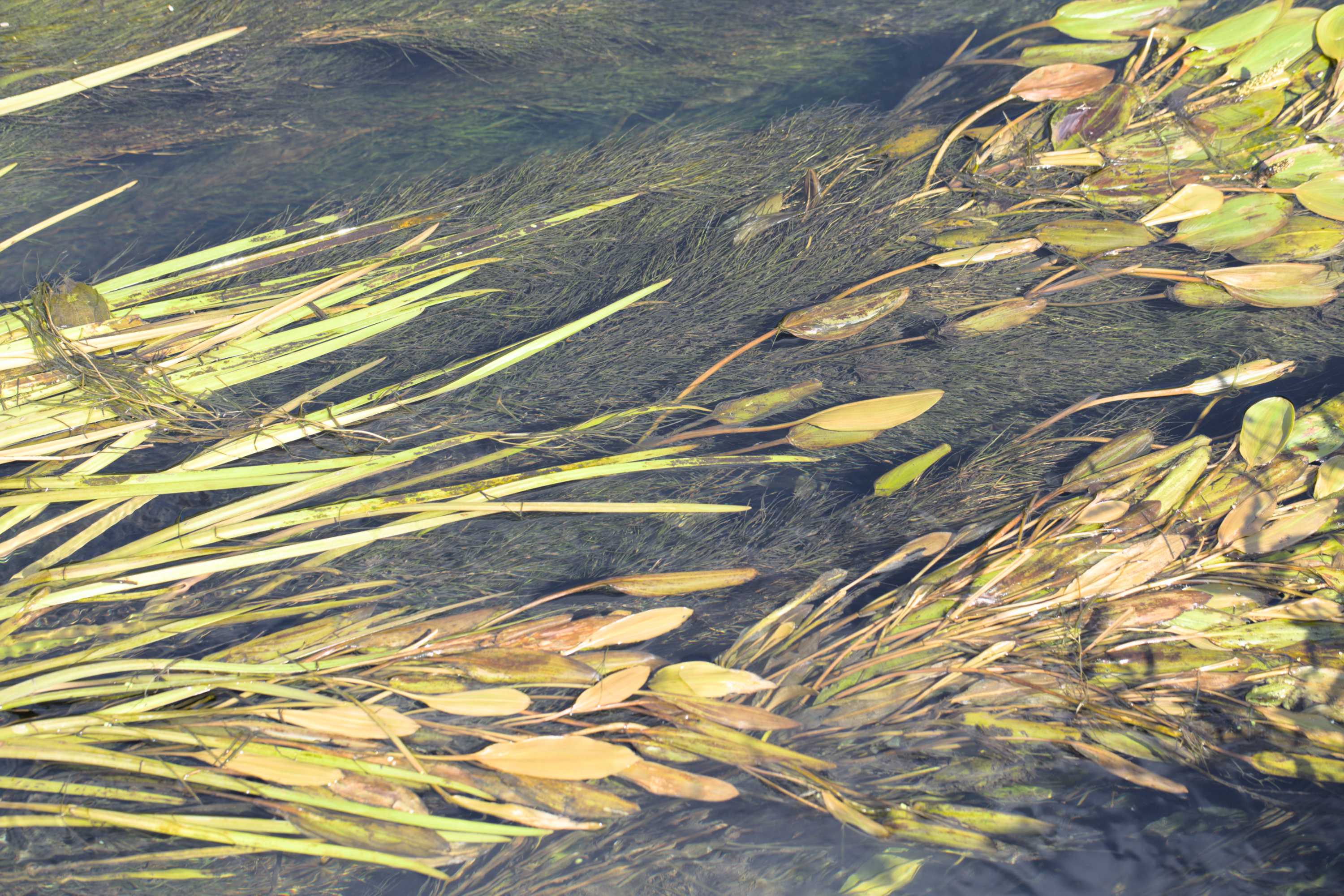 Lokation: Slowenien | Ostslowenien | Drau-Gegend | Ptuj Kategorien: Vegetation, Datum: 11.09.2022