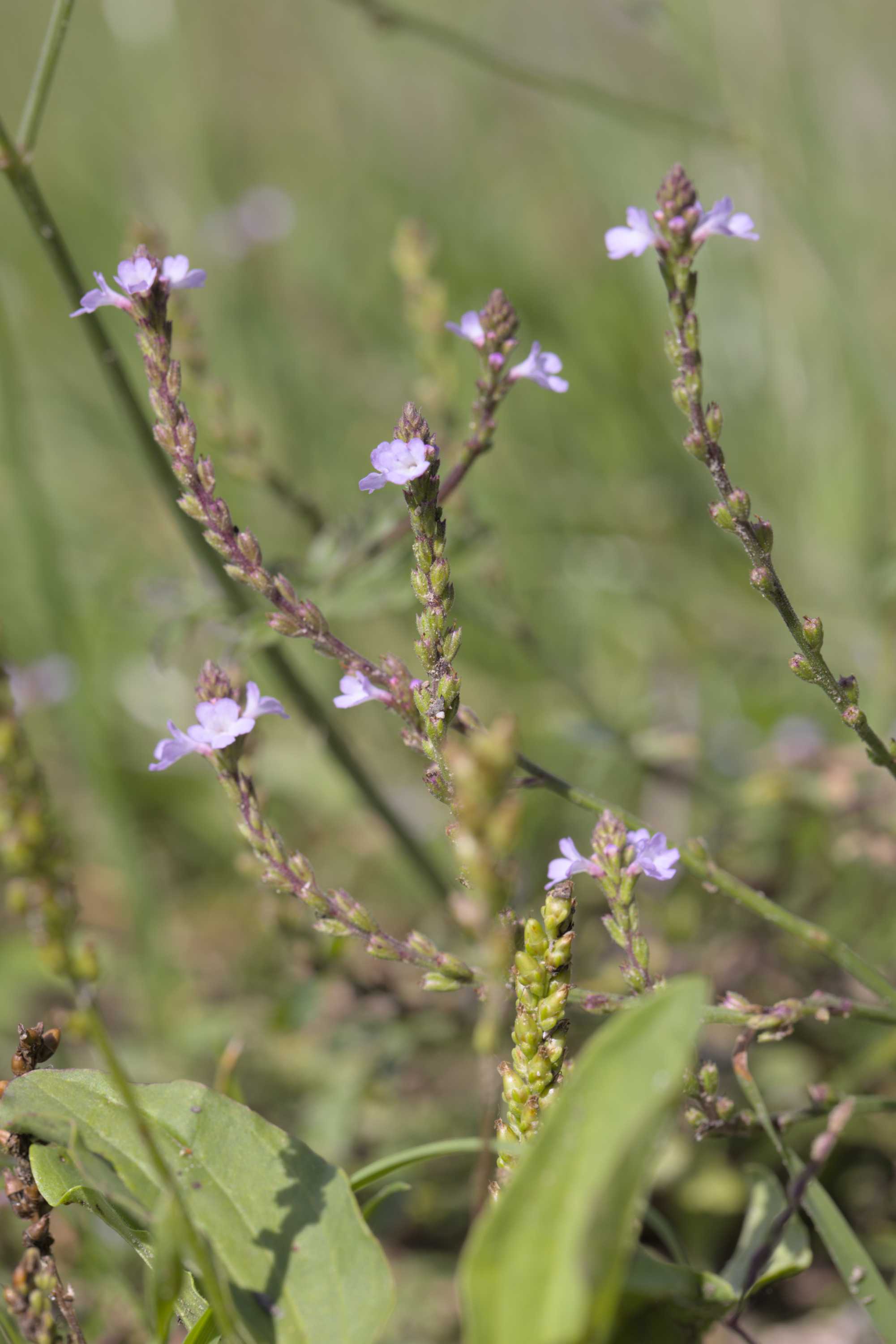 Echtes Eisenkraut (Verbena officinalis), Lokation: Slowenien | Ostslowenien | Drau-Gegend | Ptuj Kategorien: Blüte, Familie: Verbenaceae (Eisenkrautgewächse ), Datum: 11.09.2022