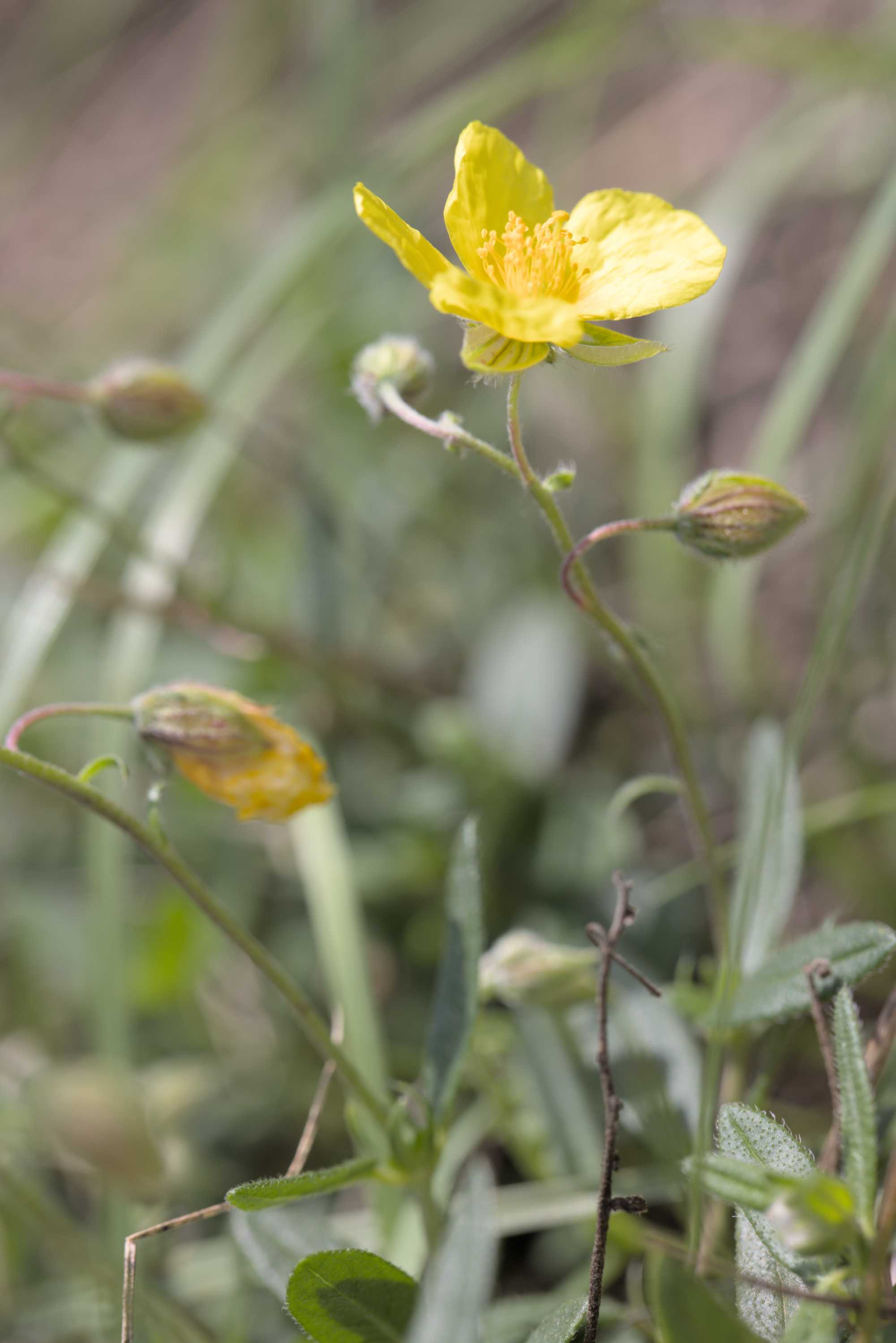 Gelbes Sonnenröschen (Helianthemum nummularium), Lokation: Slowenien | Ostslowenien | Drau-Gegend | Ptuj Kategorien: Blüte, Familie: Cistaceae (Cistrosengewächse ), Datum: 11.09.2022