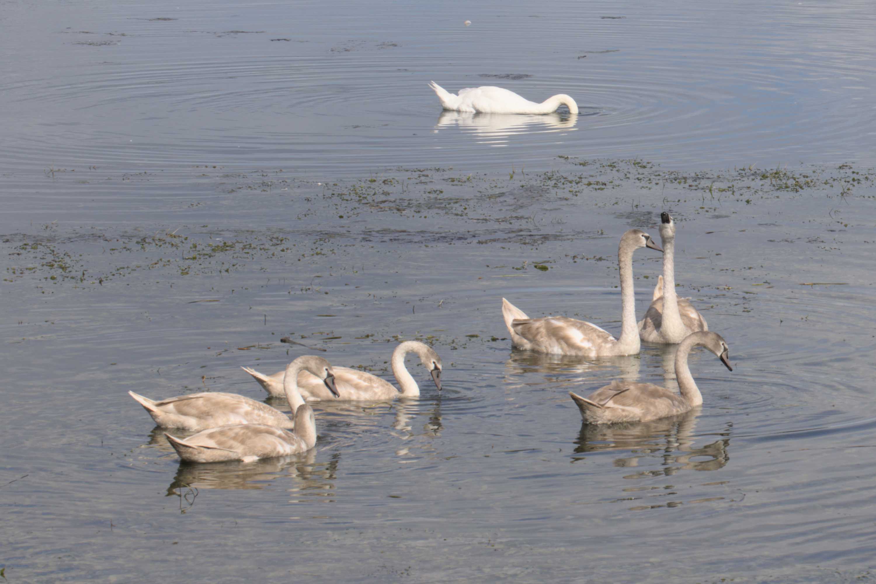 Höckerschwan (Cygnus olor), Lokation: Slowenien | Ostslowenien | Drau-Gegend | Ptuj Kategorien: Vögel, Familie: Entenvögel (Entenvögel), Datum: 11.09.2022