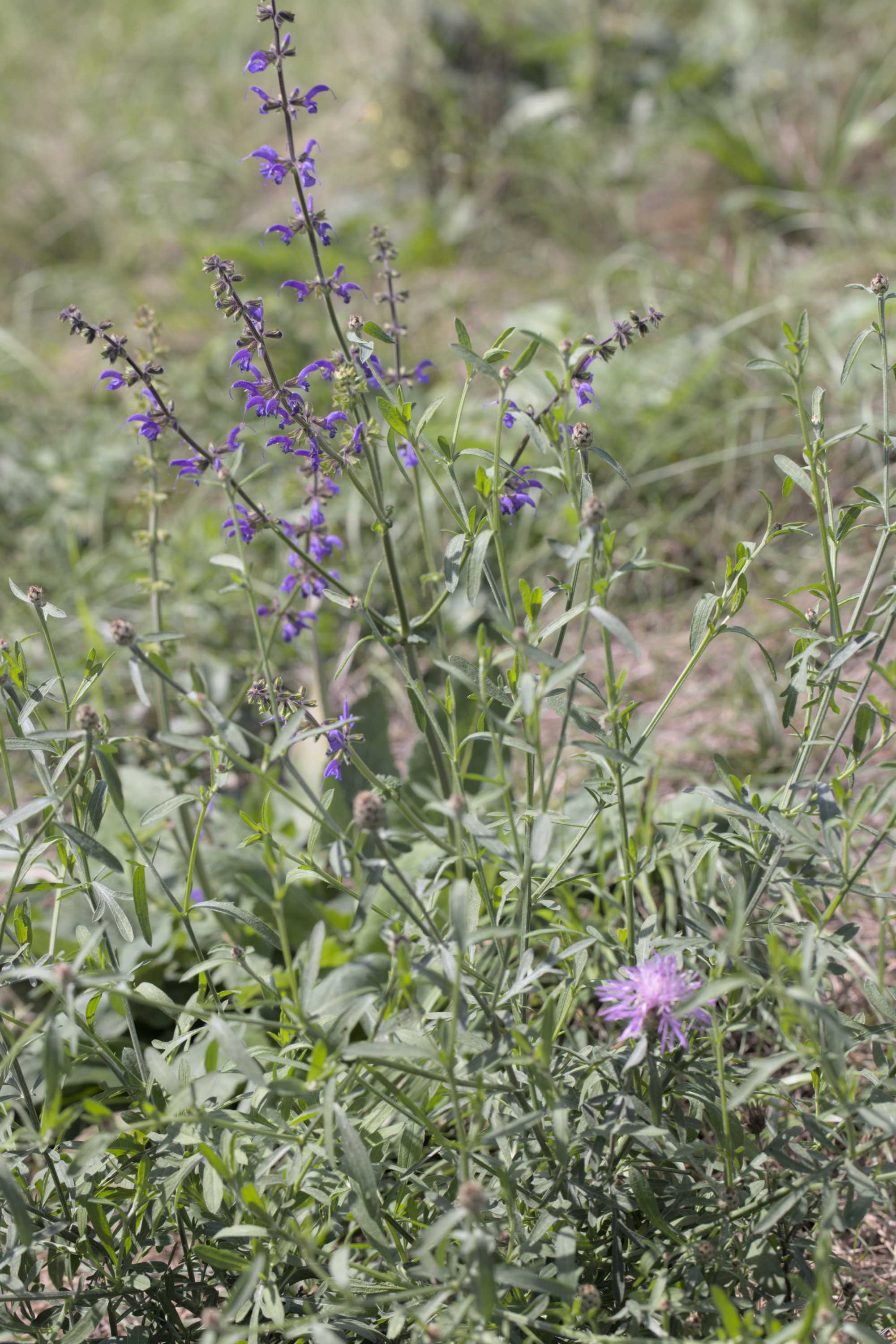 Lokation: Slowenien | Ostslowenien | Drau-Gegend | Ptuj Kategorien: Vegetation, Datum: 11.09.2022