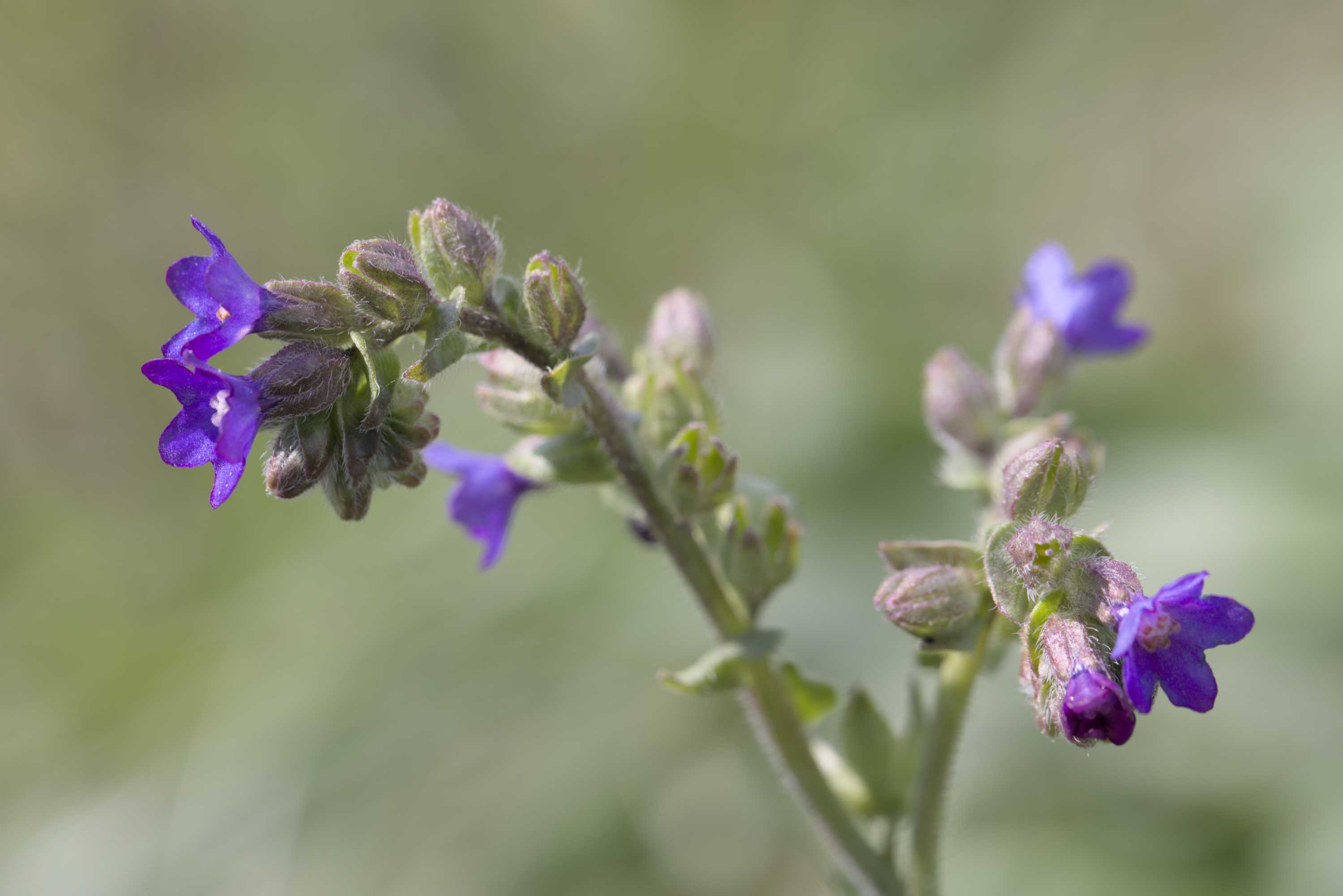 Gemeine Ochsenzunge (Anchusa officinalis), Lokation: Slowenien | Ostslowenien | Drau-Gegend | Ptuj Kategorien: Blüte, Familie: Boraginaceae (Rauhblattgewächse ), Datum: 11.09.2022