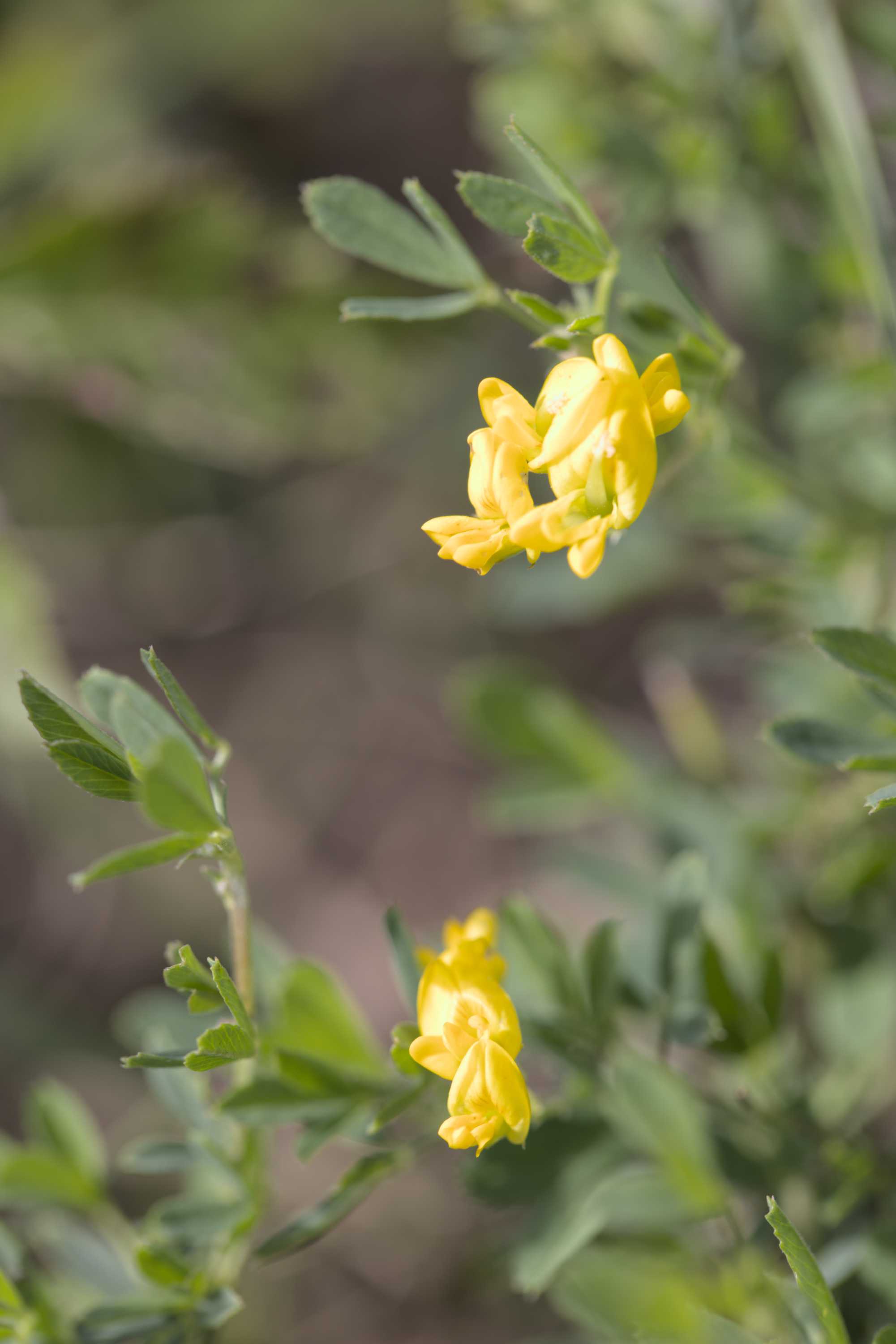 Sichelklee (Medicago falcata), Lokation: Slowenien | Ostslowenien | Drau-Gegend | Ptuj Kategorien: Blüte, Familie: Fabaceae (Schmetterlingsblütler ), Datum: 11.09.2022