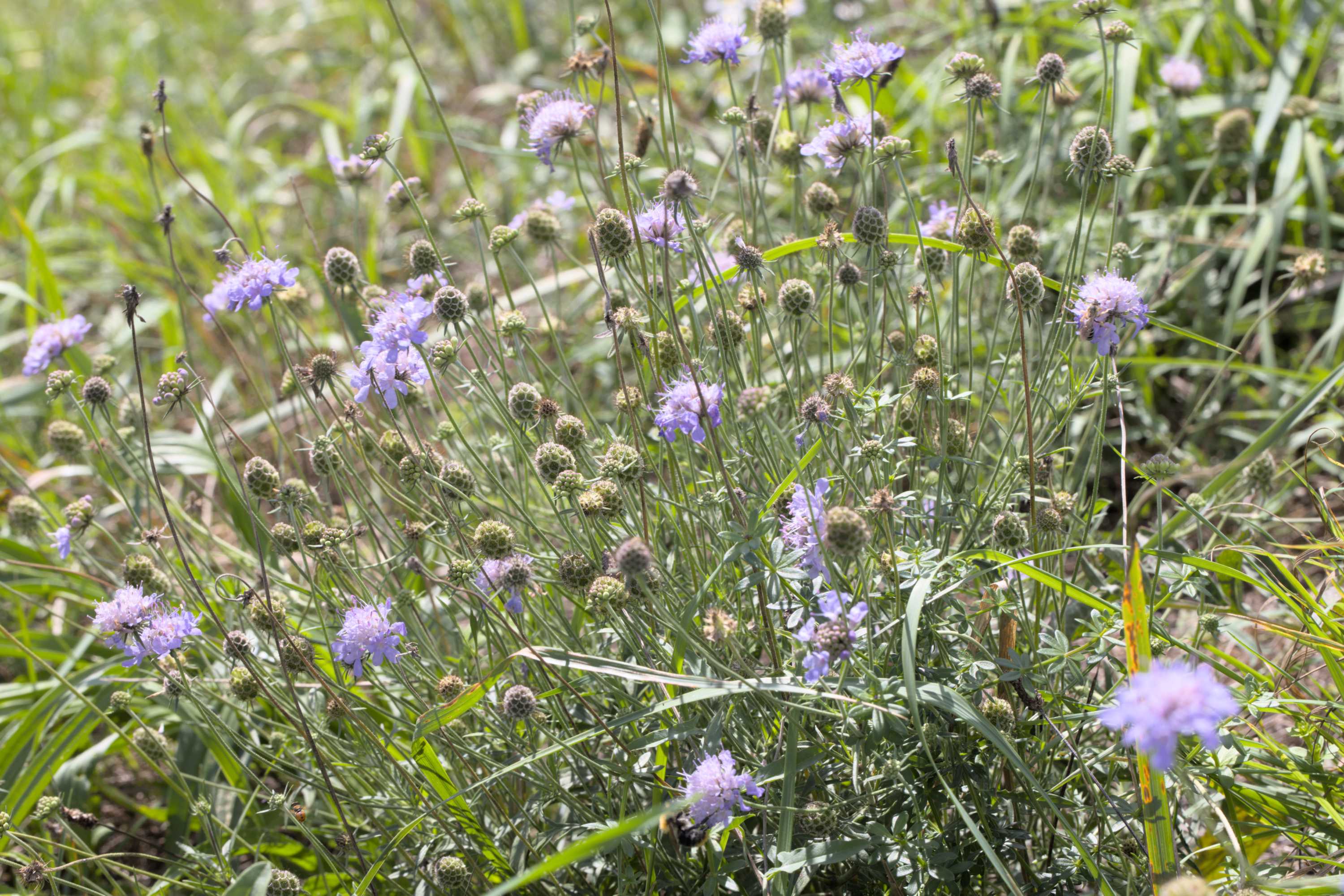 Südliche Skabiose (Scabiosa triandra), Lokation: Slowenien | Ostslowenien | Drau-Gegend | Ptuj Kategorien: Vegetation, Familie: Caprifoliaceae (Geißblattgewächse ), Datum: 11.09.2022