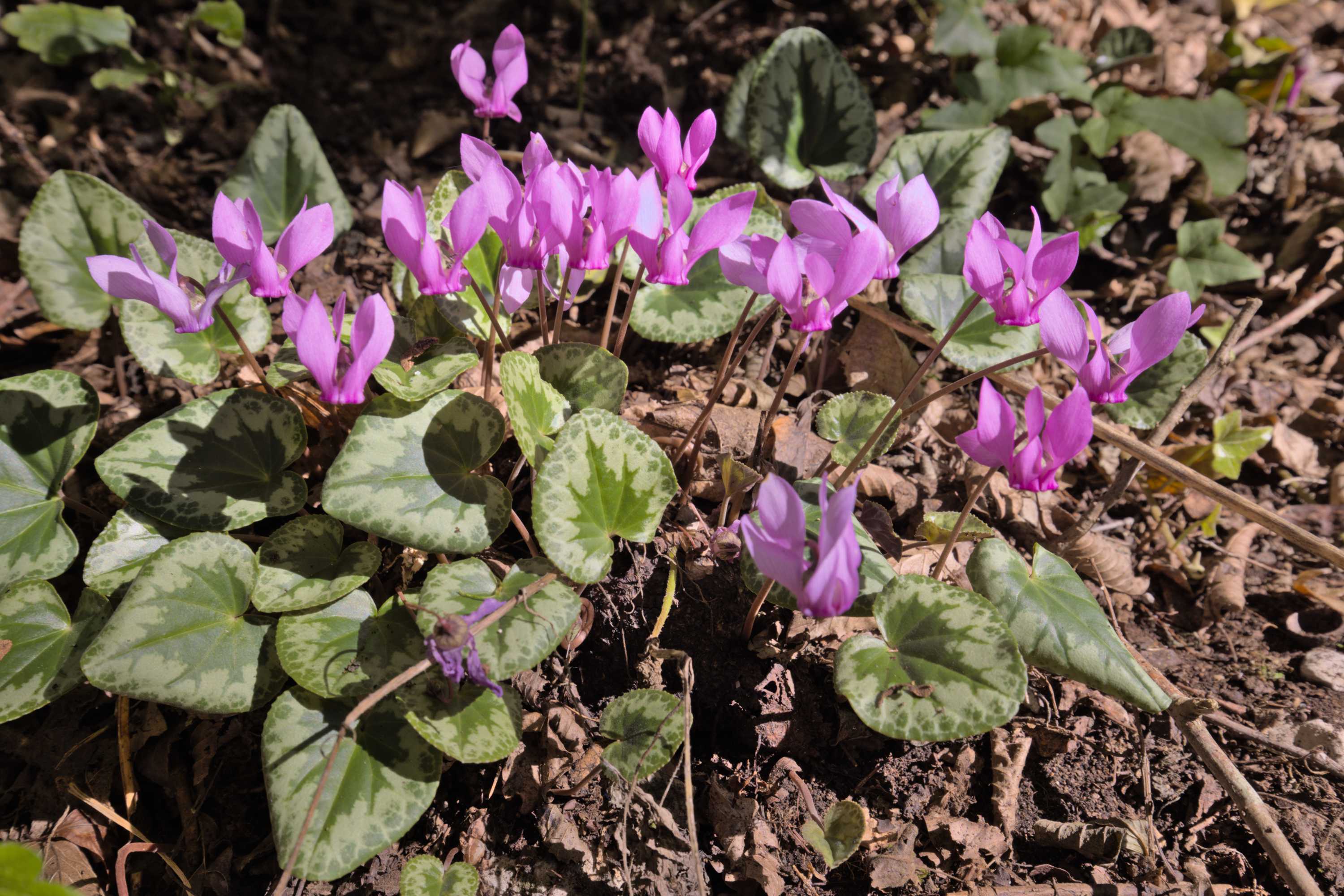 Europäisches Alpenveilchen (Cyclamen purpurascens), Lokation: Slowenien | Ostslowenien | Südostslowenien | Semi? Kategorien: Habitus, Familie: Primulaceae (Schlüsselblumengewächse ), Datum: 13.09.2022