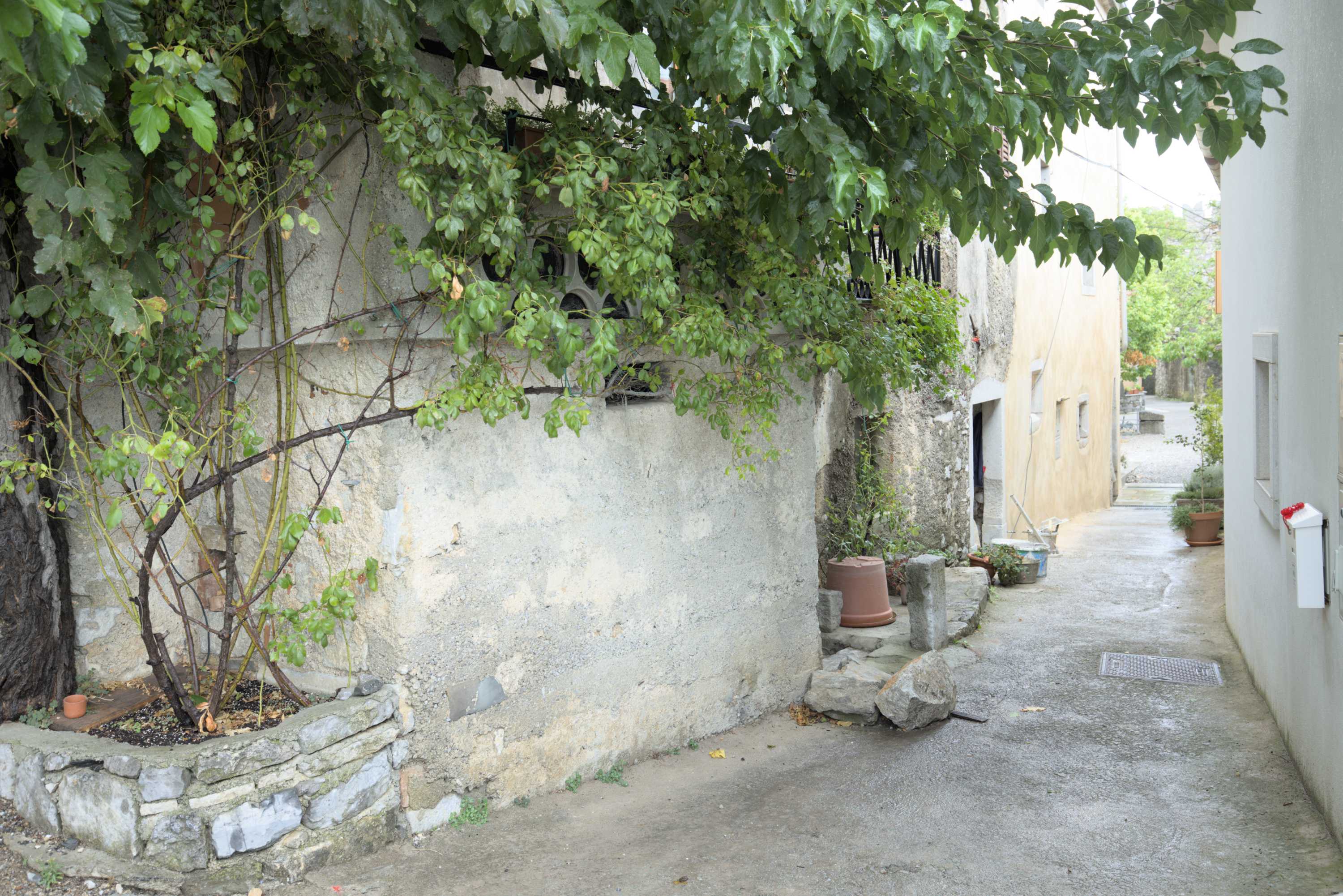 Lokation: Slowenien | Westslowenien | Küsten- und Karstgebiet | Komen Kategorien: Kletterpflanzen, Datum: 15.09.2022