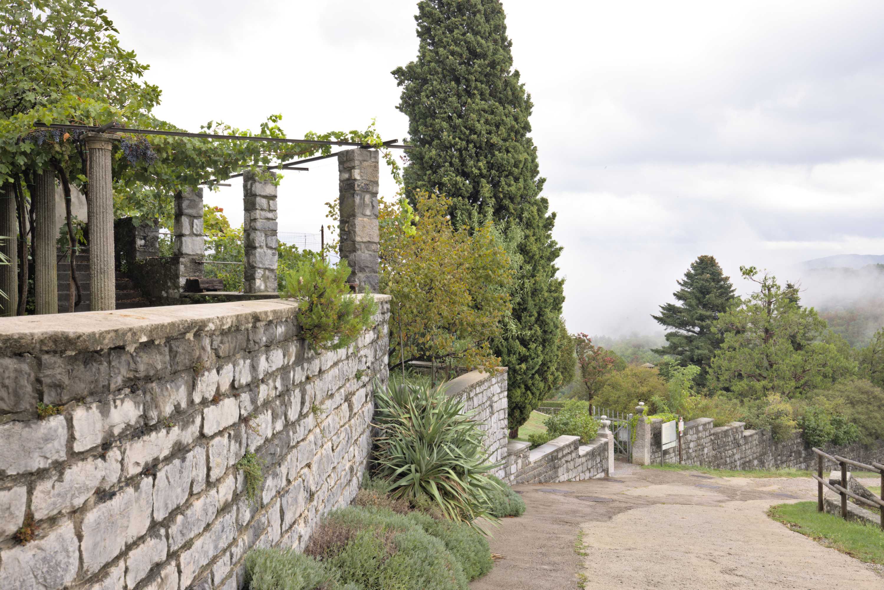 Lokation: Slowenien | Westslowenien | Küsten- und Karstgebiet | Komen Kategorien: Kletterpflanzen, Datum: 15.09.2022