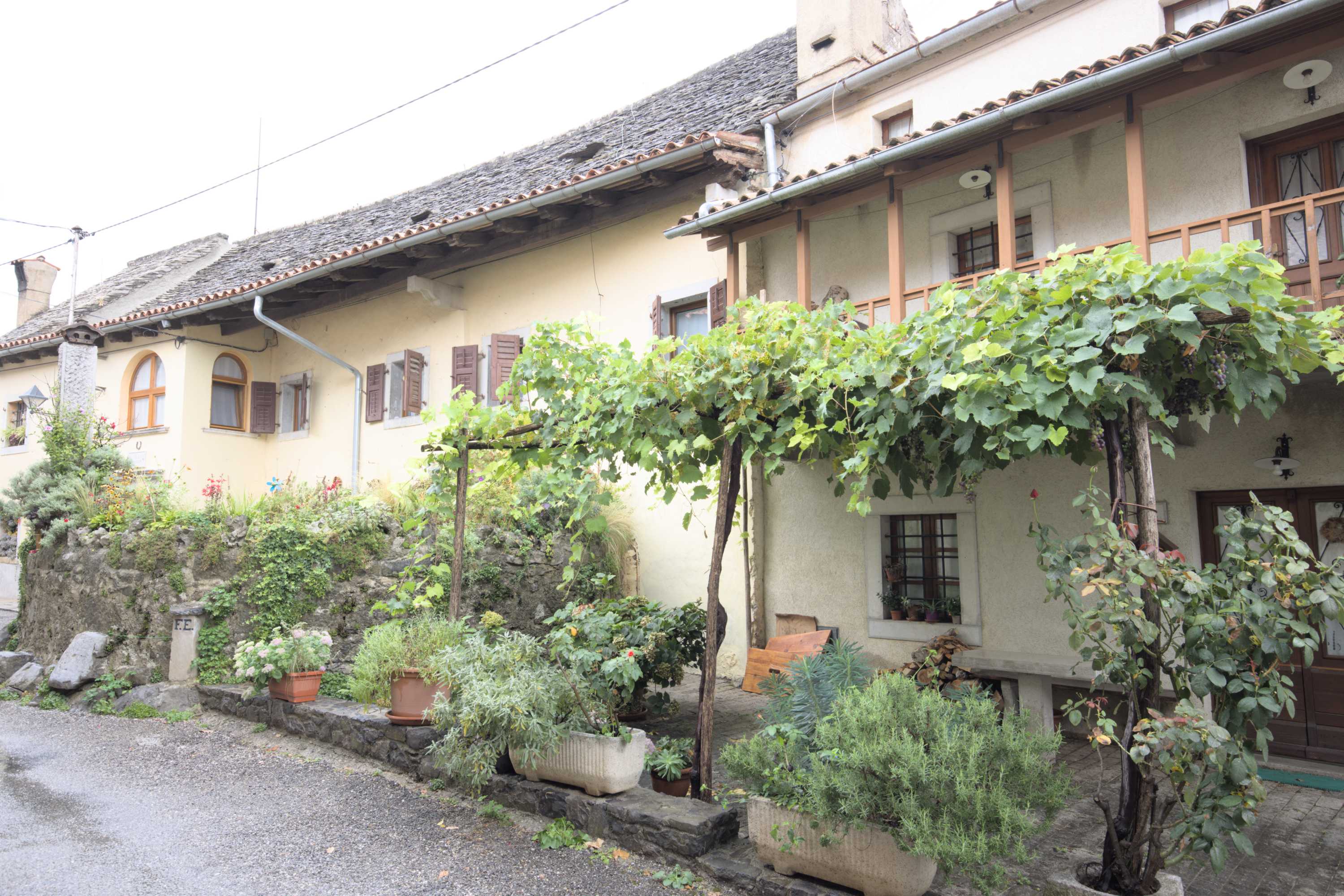 Lokation: Slowenien | Westslowenien | Küsten- und Karstgebiet | Komen Kategorien: Haus, Kletterpflanzen, Datum: 15.09.2022