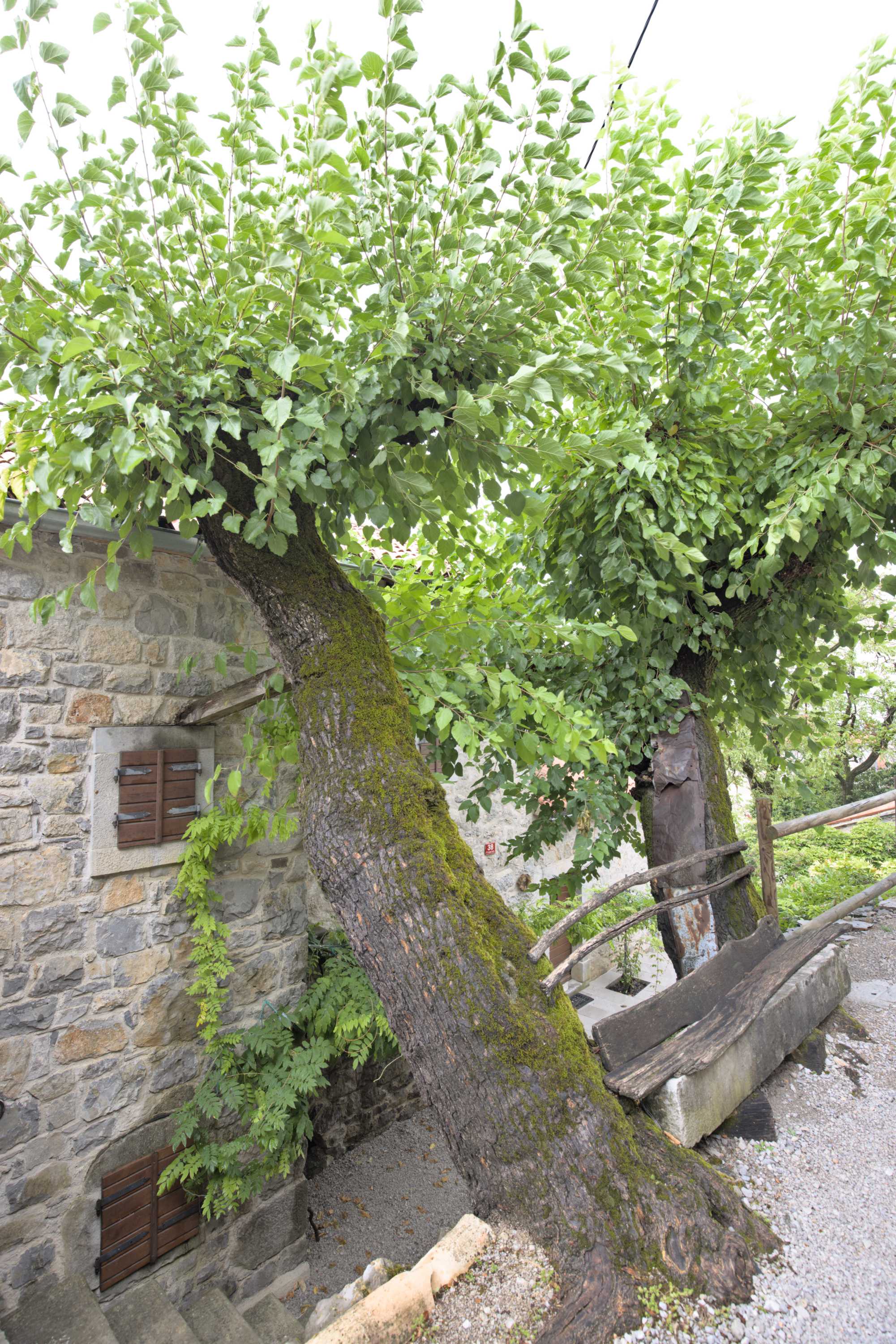 Lokation: Slowenien | Westslowenien | Küsten- und Karstgebiet | Komen Kategorien: Baum, Haus, Datum: 15.09.2022