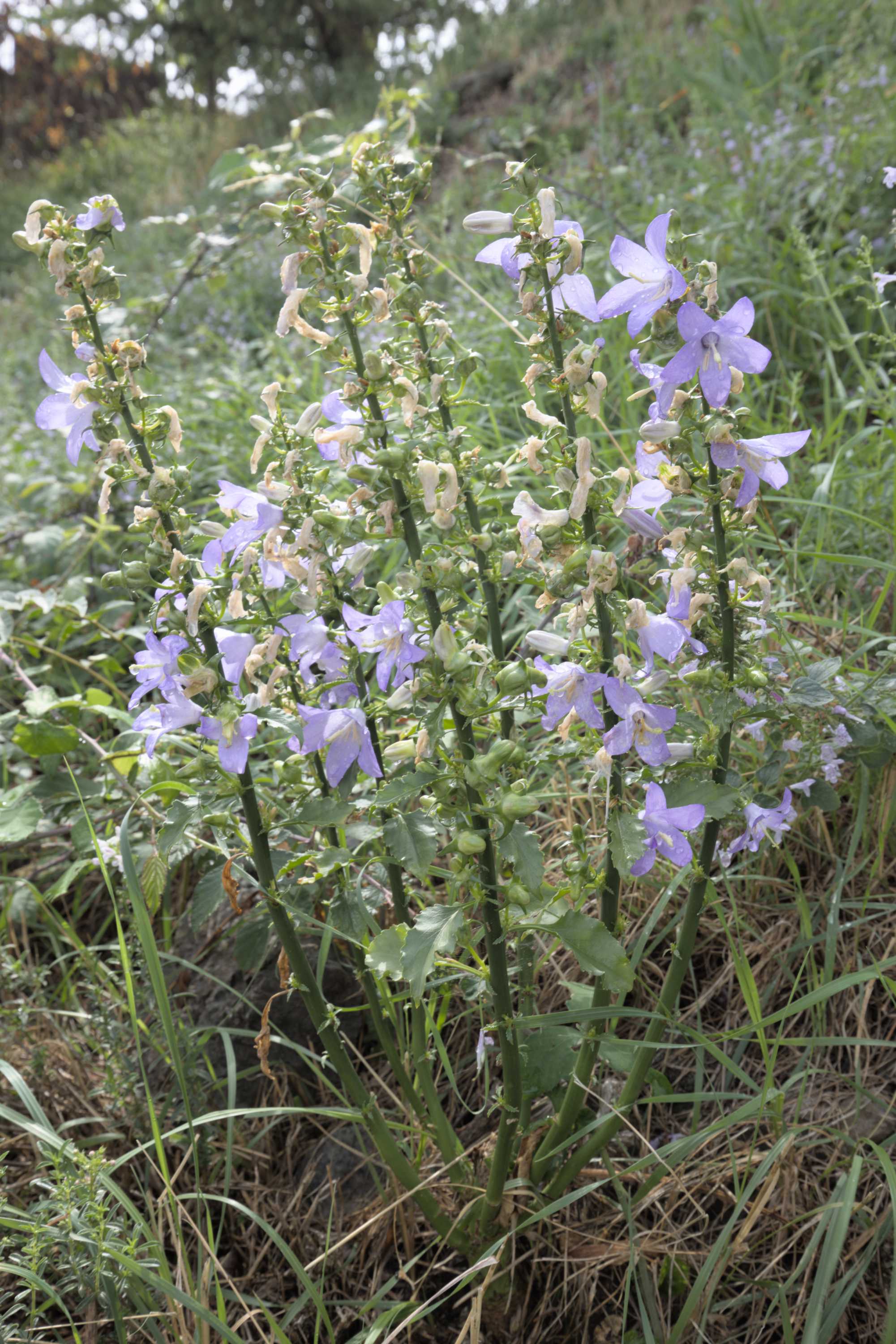 Pyramiden-Glockenblume (Campanula pyramidalis), Lokation: Slowenien | Westslowenien | Küsten- und Karstgebiet | Komen Kategorien: Habitus, Familie: Campanulaceae (Glockenblumengewächse ), Datum: 15.09.2022