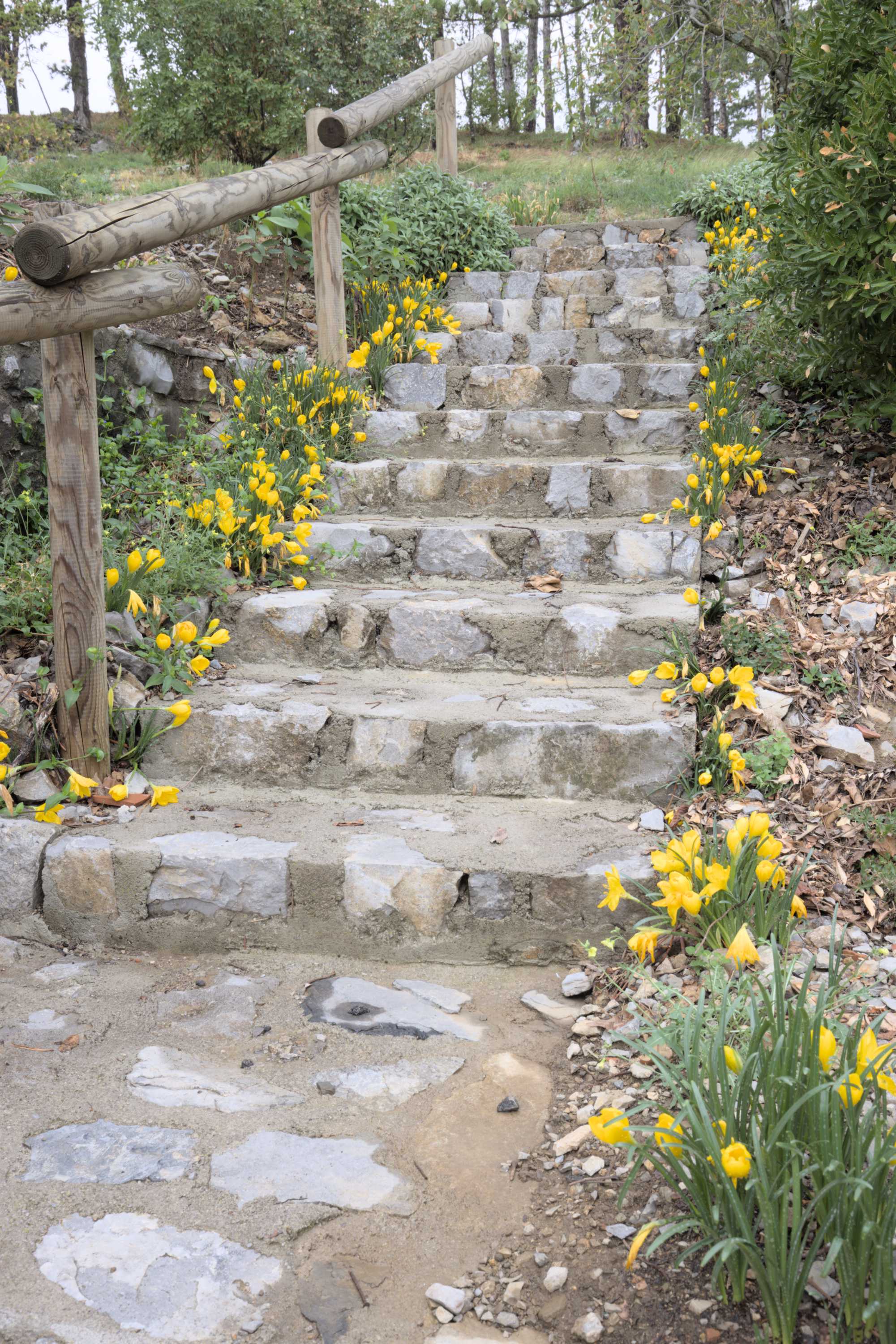 Gelbe Gewitterblume (Sternbergia lutea), Lokation: Slowenien | Westslowenien | Küsten- und Karstgebiet | Komen Kategorien: Vegetation, Treppen, Familie: Amaryllidaceae (Narzissengewächse ), Datum: 15.09.2022