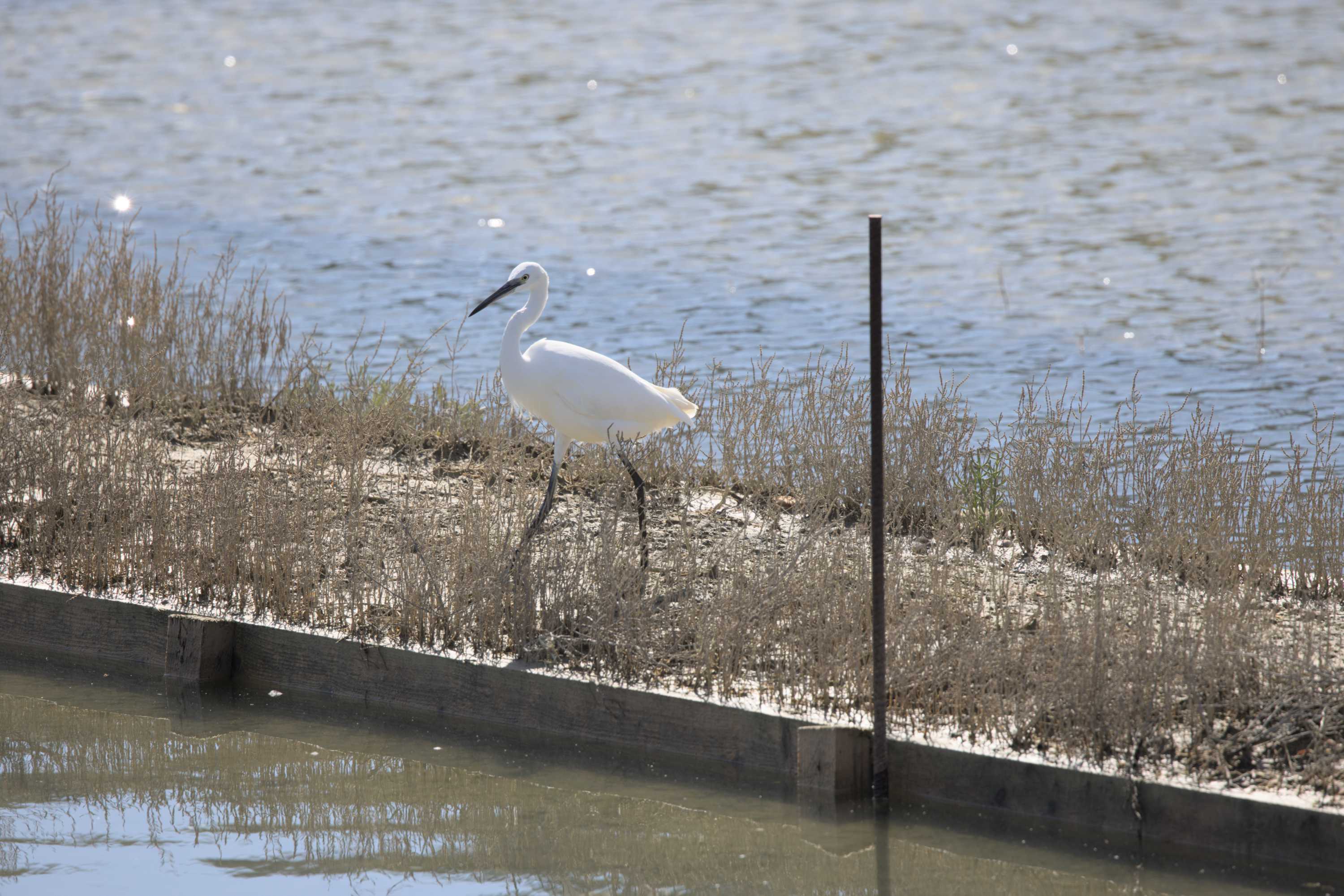 Lokation: Slowenien | Westslowenien | Küsten- und Karstgebiet | Piran Kategorien: Vögel, Lagune, Datum: 18.09.2022
