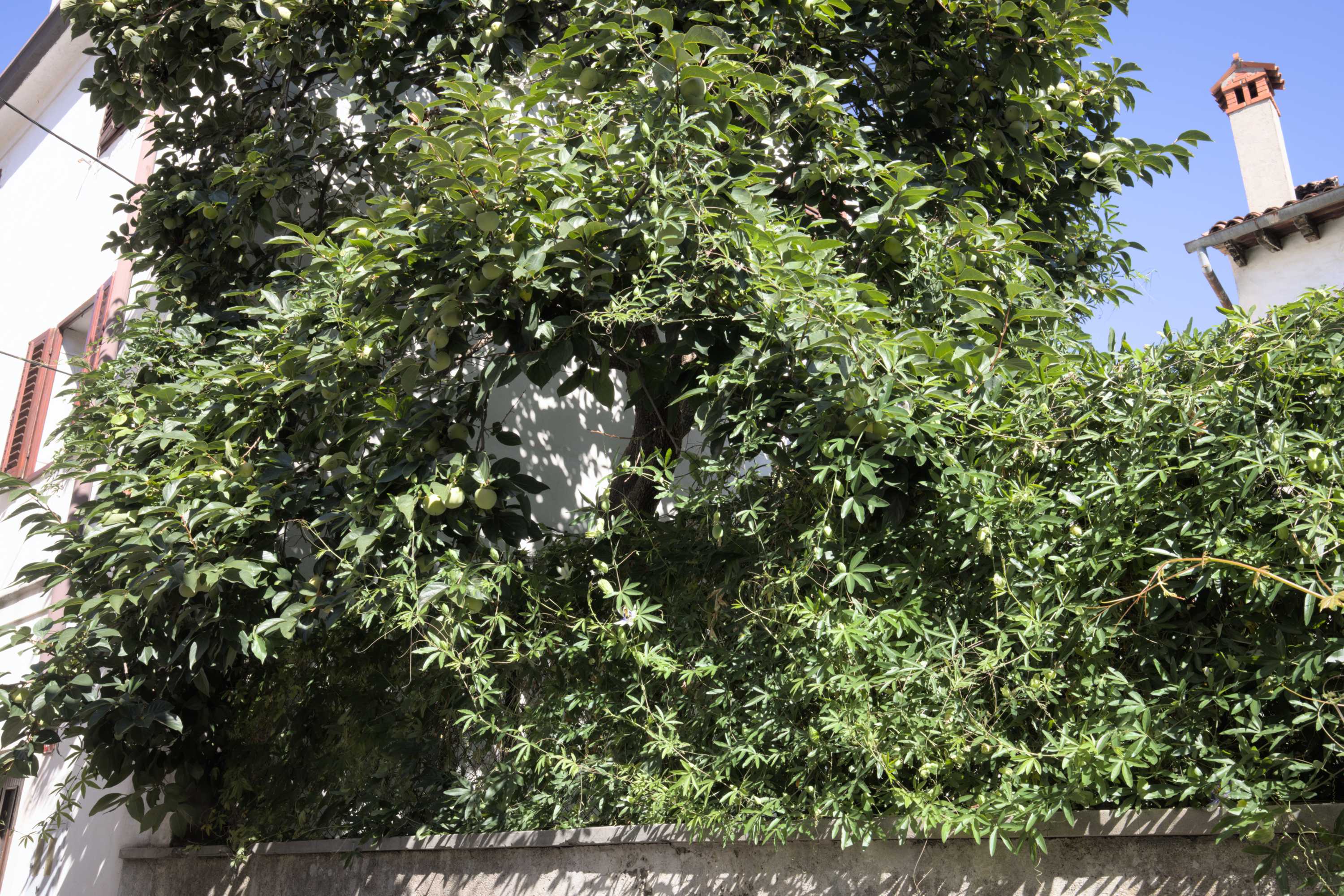 Lokation: Slowenien | Westslowenien | Küsten- und Karstgebiet | Koper Kategorien: Baum, Datum: 19.09.2022