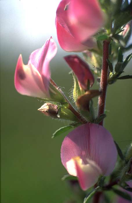 Ononis spinosa, Lokation: Bienener Altrhein hinter Köster (bei 288). Kategorien: Einzelpflanzen, Datum: 19.07.1989