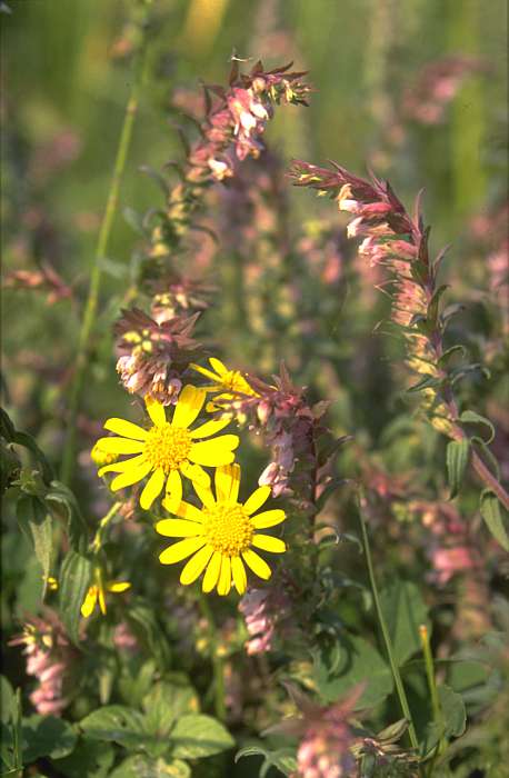 Odonites vulgaris, Lokation: Bienener Altrhein am Deichwegeingang. Kategorien: Einzelpflanzen, Datum: 08.09.1989