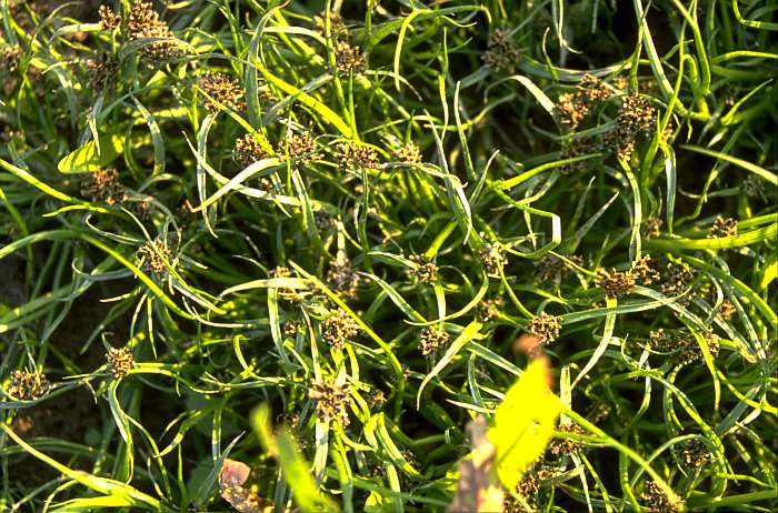 Cyperus fuscus, Lokation: Bienener Altrhein bei Kiesgrube. Kategorien: Vegetation, Datum: 08.09.1989