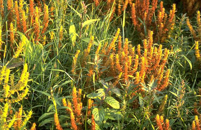 Rumex maritimus, Lokation: Bienener Altrhein bei Kiesgrube. Kategorien: Vegetation, Datum: 08.09.1989
