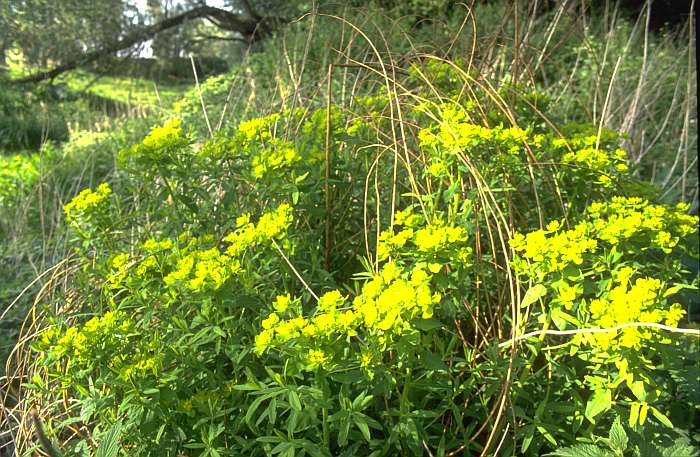 Euphorbia palustris, Lokation: Kolk an Straße Kategorien: Vegetation, Datum: 24.05.1991